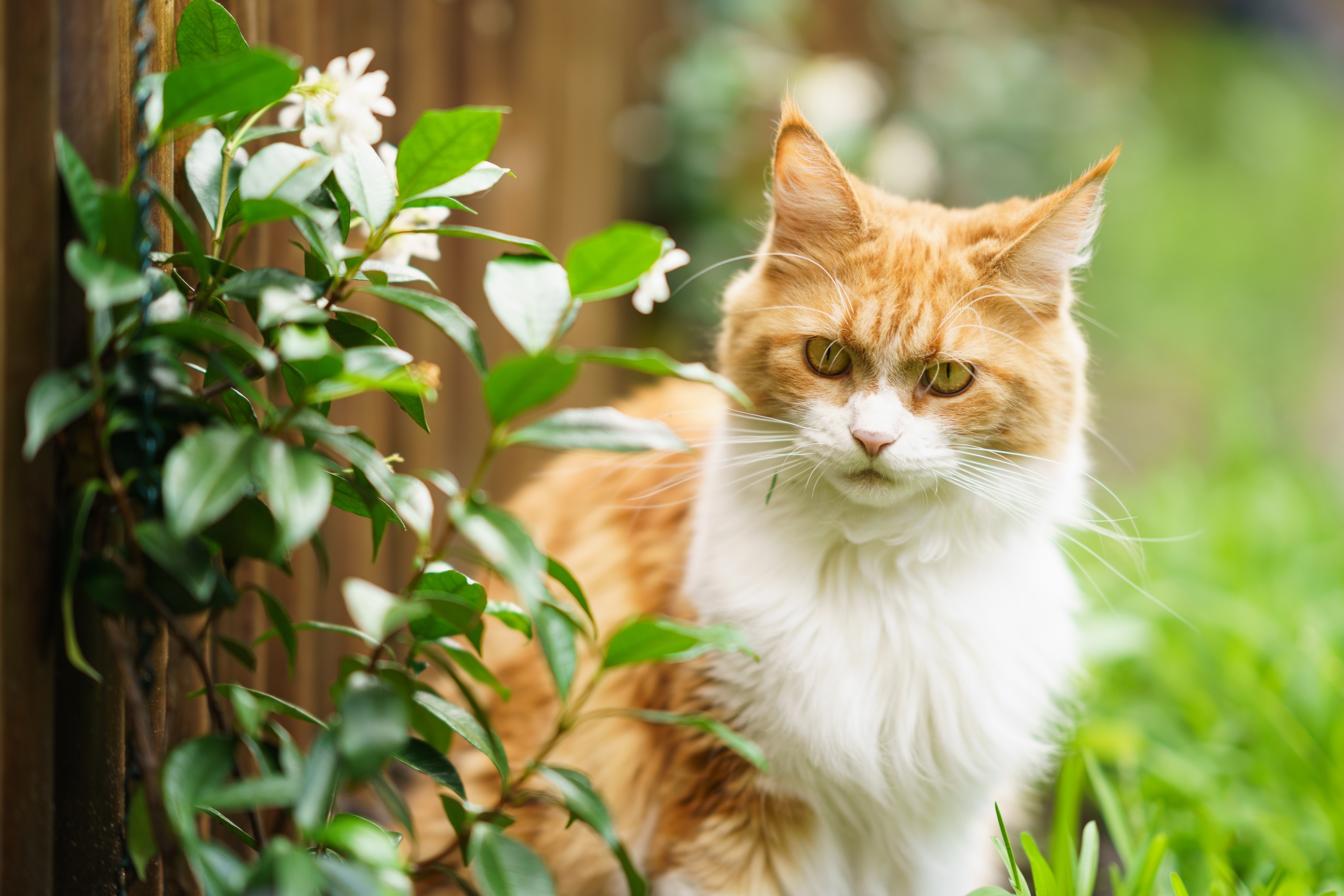 Orange and white cat sitting near plants HD Wallpaper