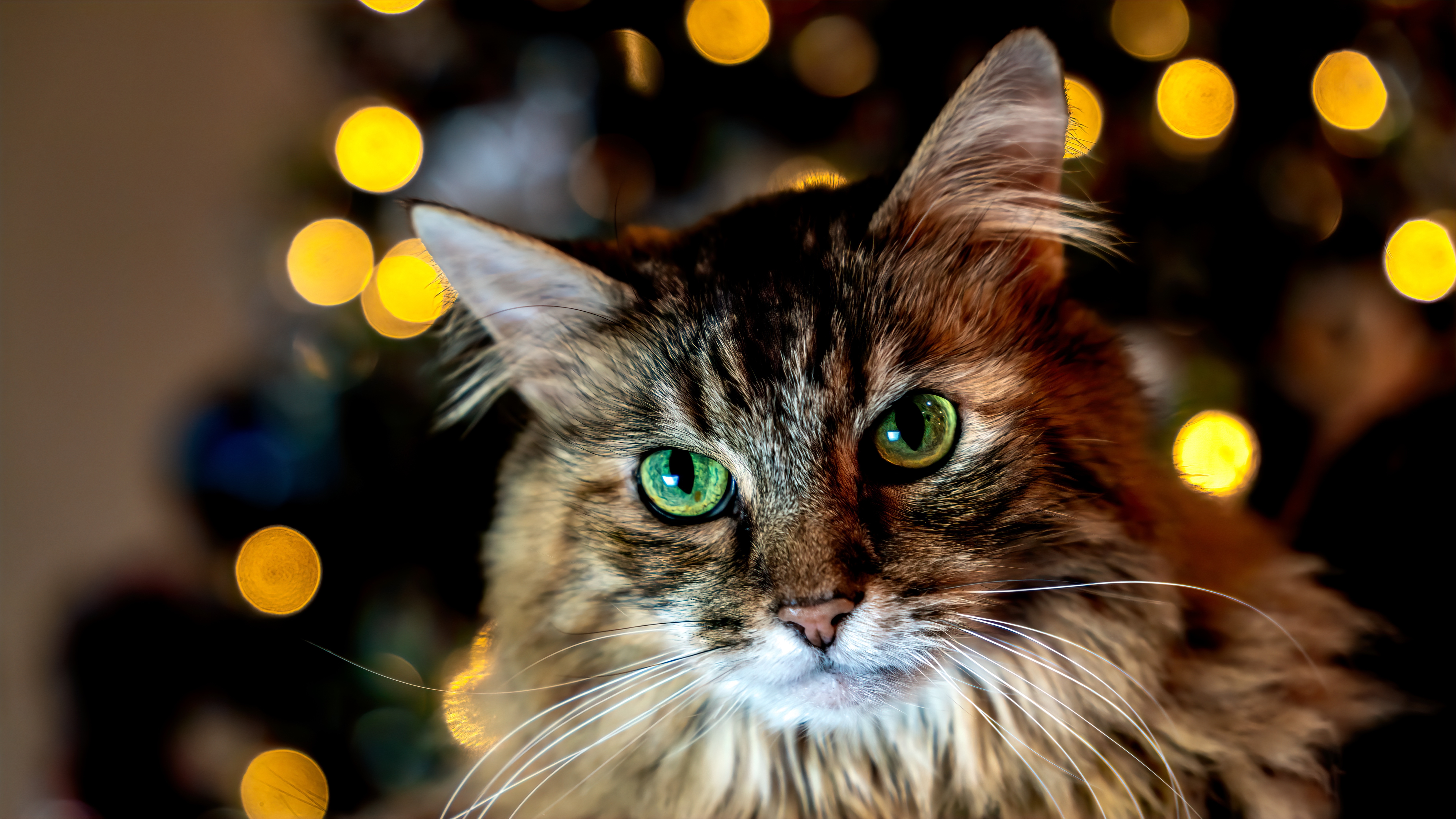 Close-up of a fluffy tabby cat with green eyes HD Wallpaper