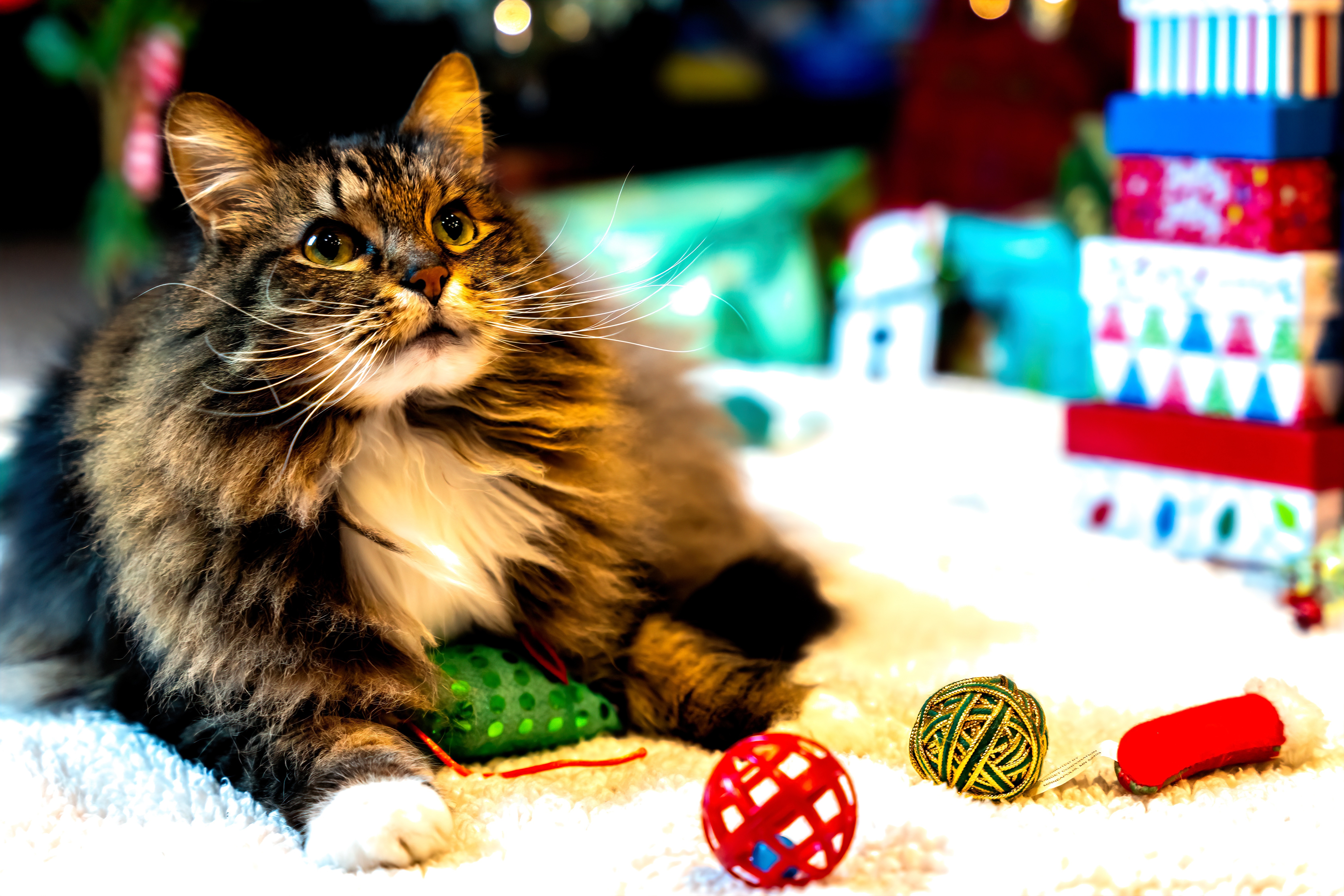 Fluffy cat with Christmas presents and toys HD Wallpaper