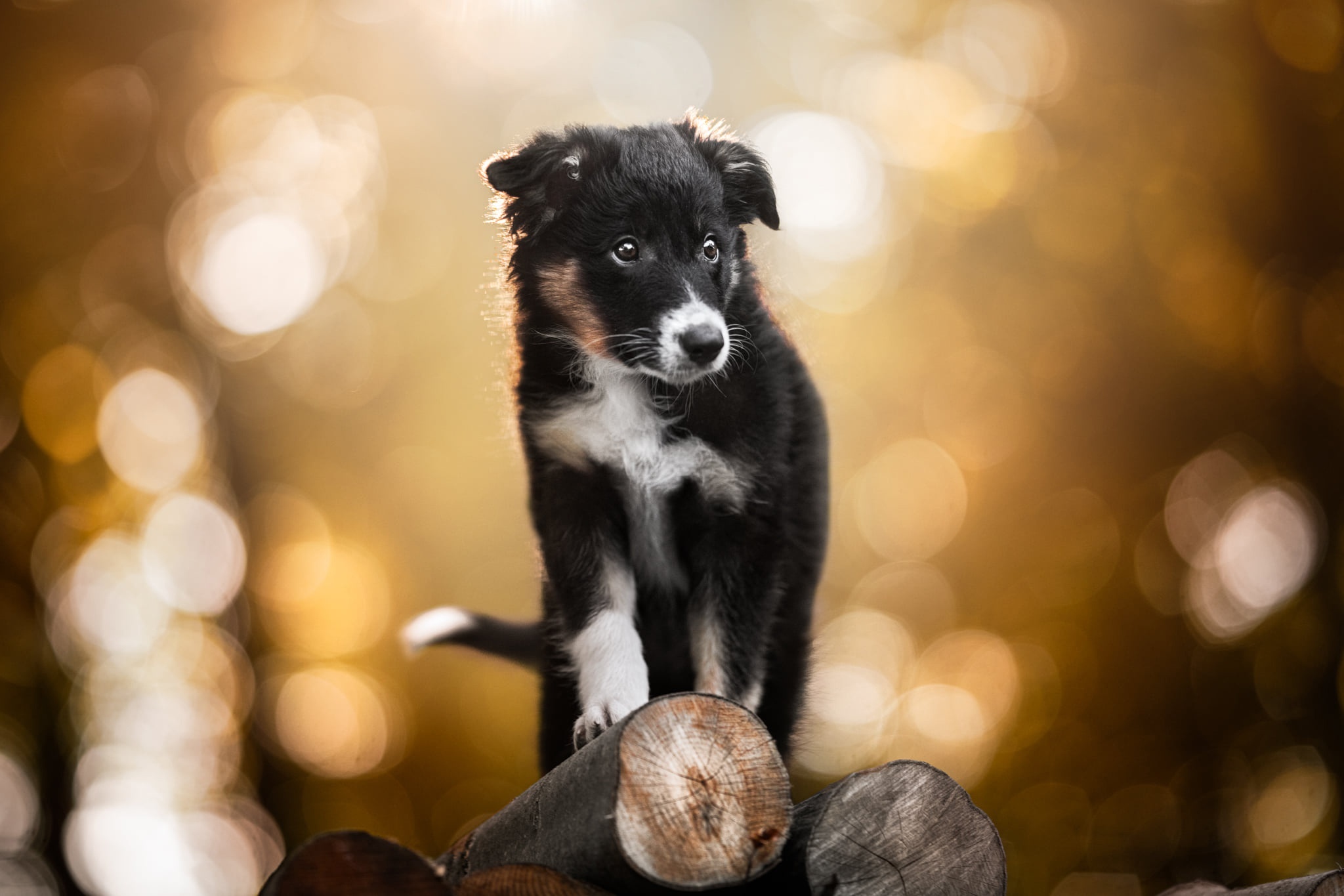 Black and tan puppy sitting on logs HD Wallpaper