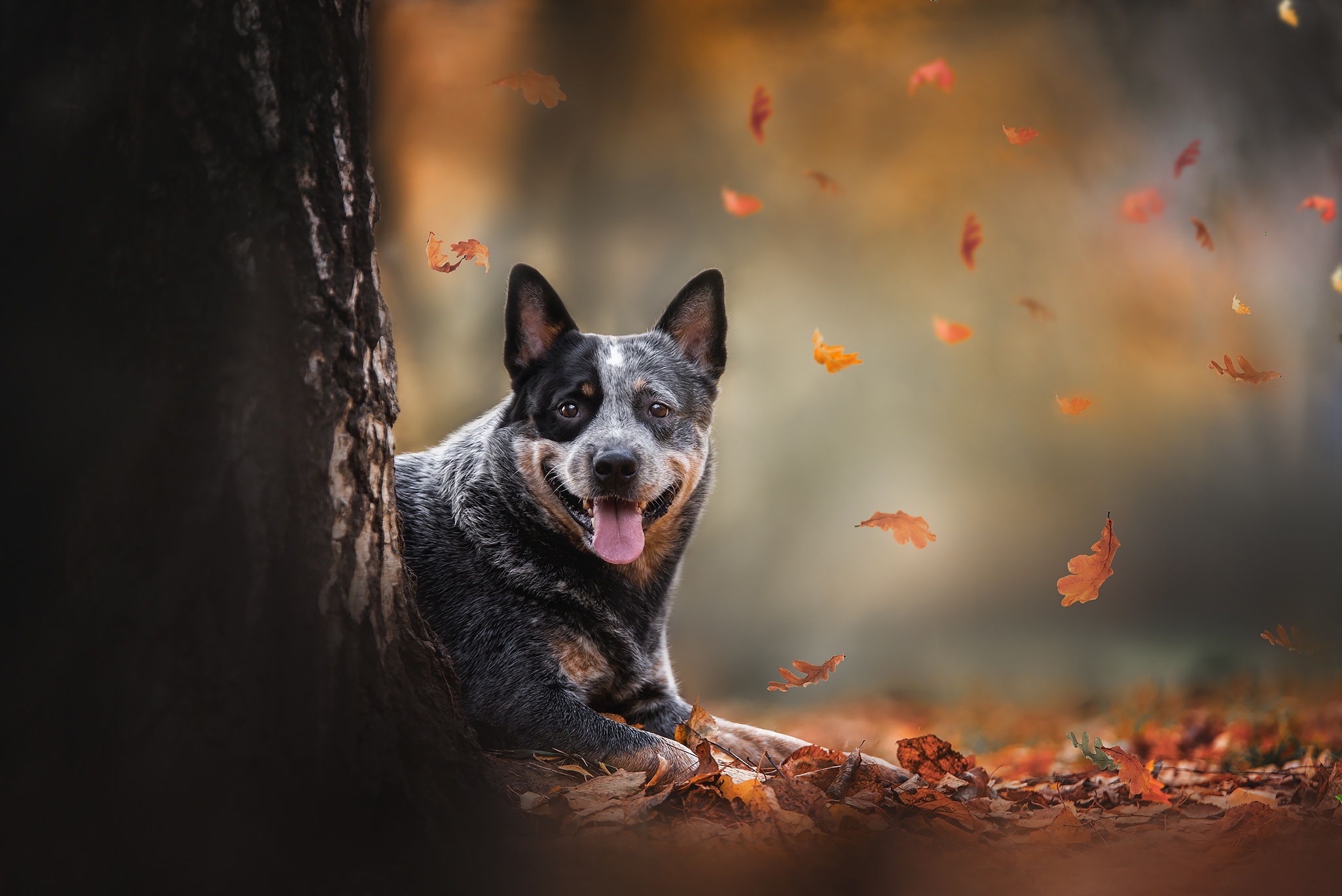 Australian Cattle Dog in Autumn HD Wallpaper