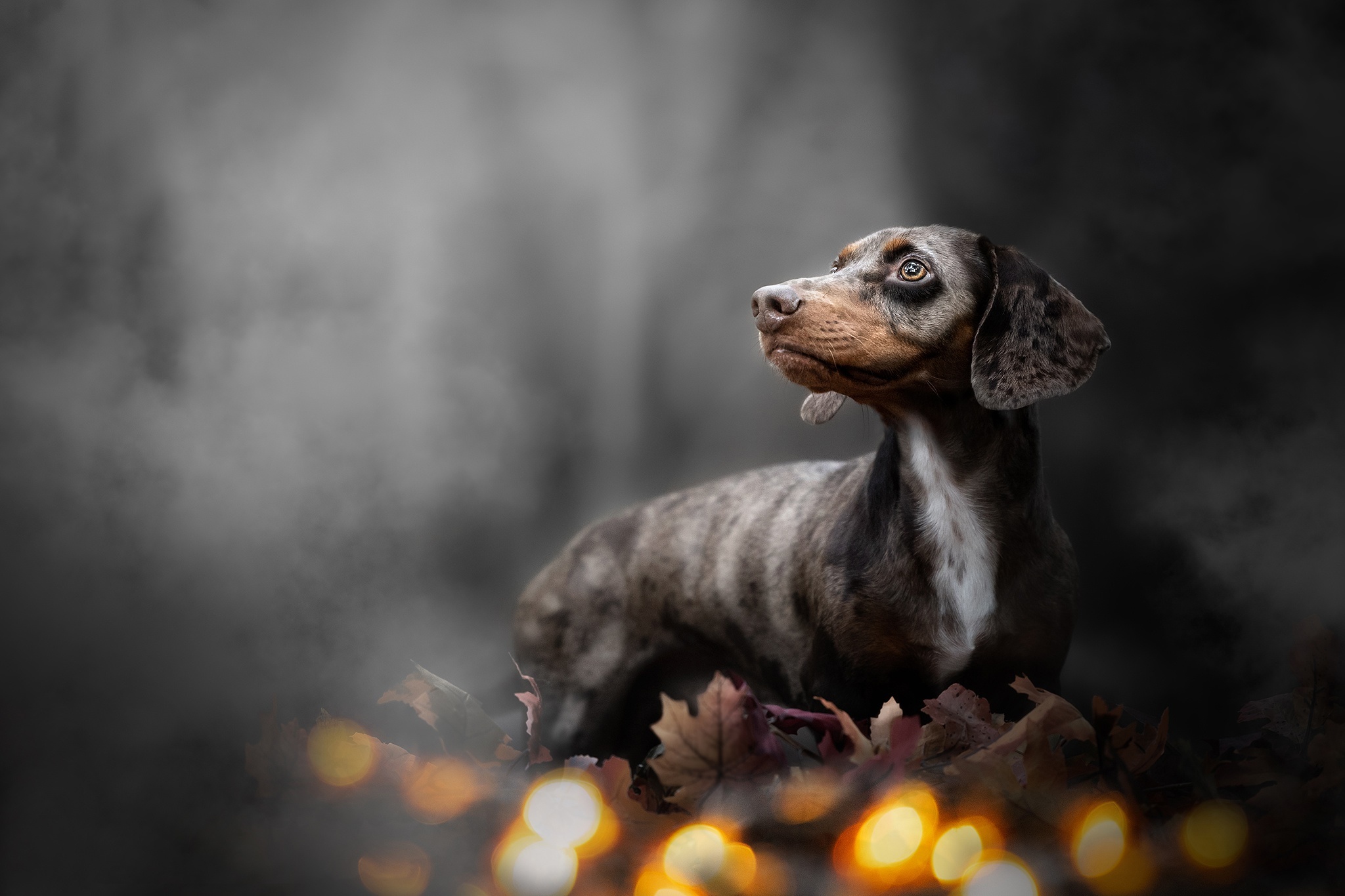 Dachshund dog in autumn leaves HD Wallpaper