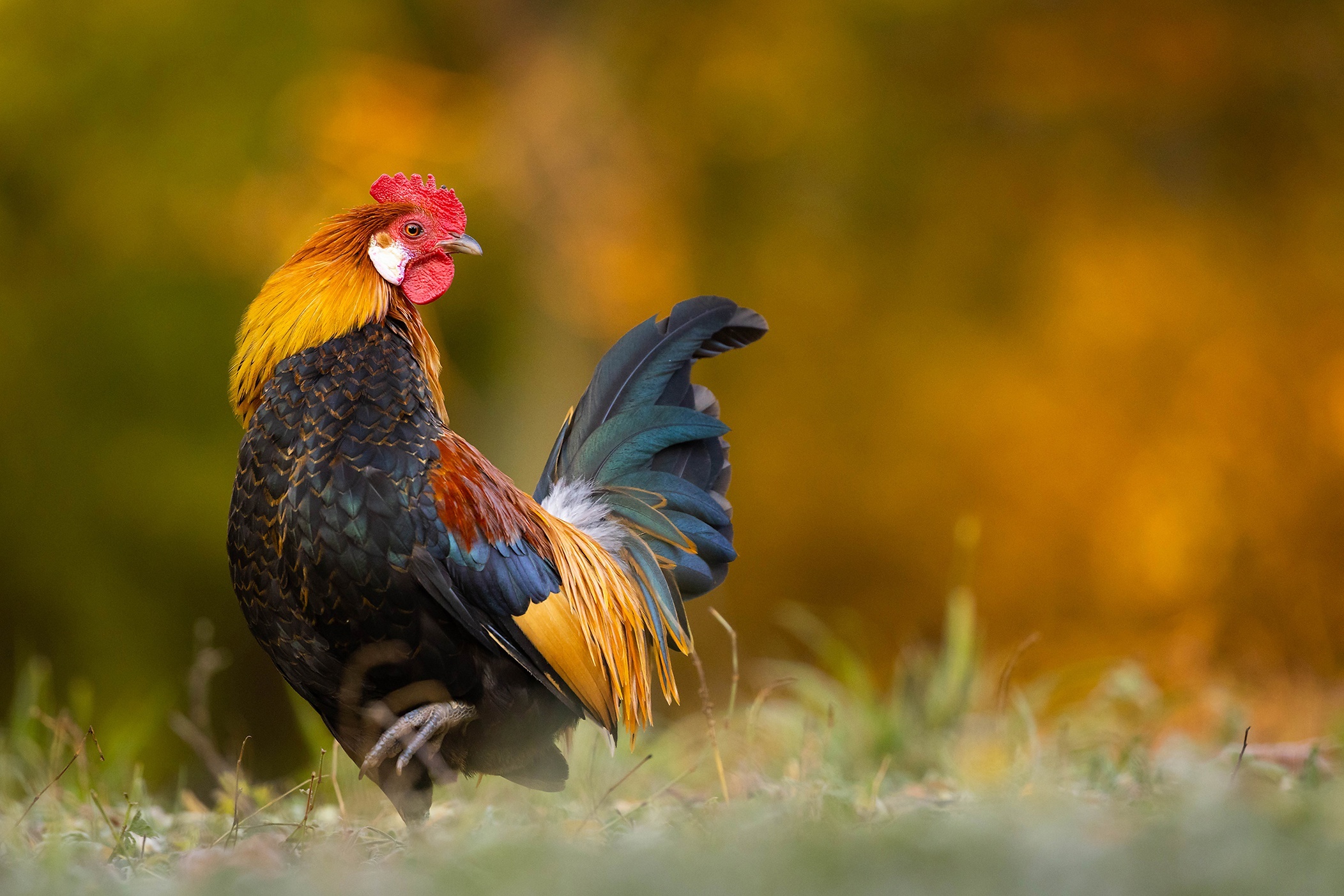 Rooster with colorful plumage in a field HD Wallpaper