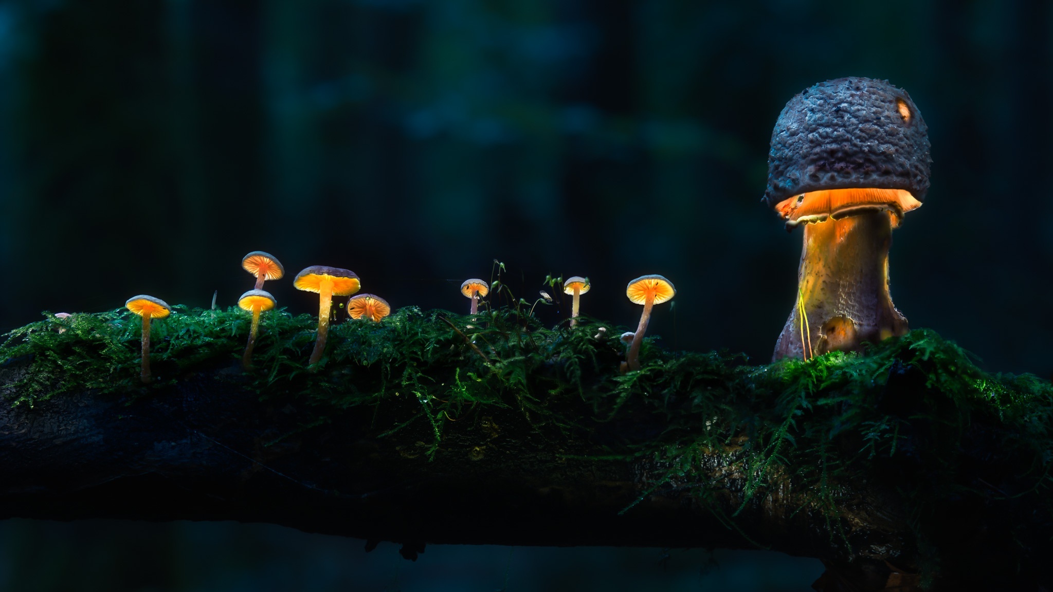 Glowing mushrooms on a mossy log HD Wallpaper