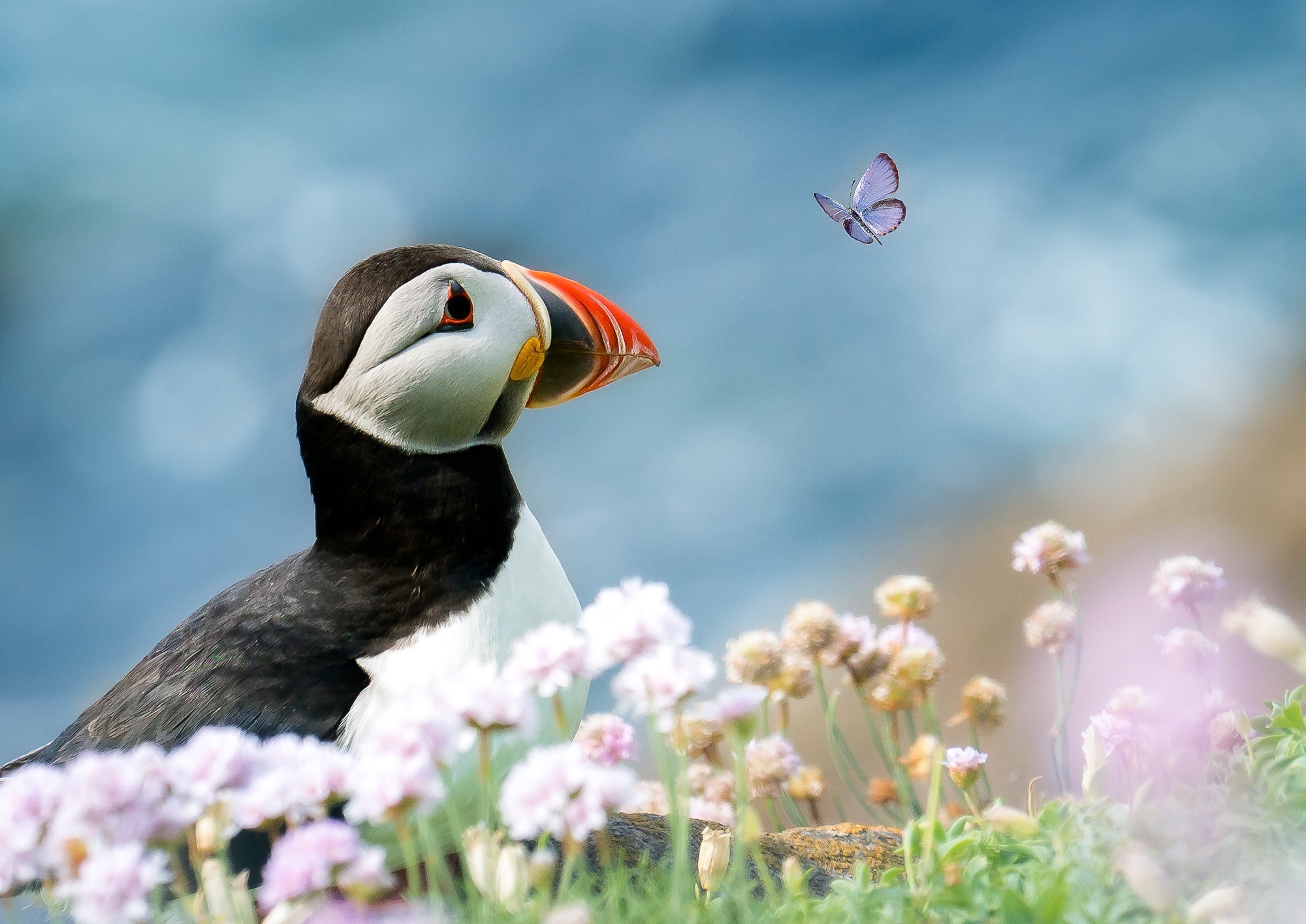 Puffin and butterfly in front of blue water HD Wallpaper