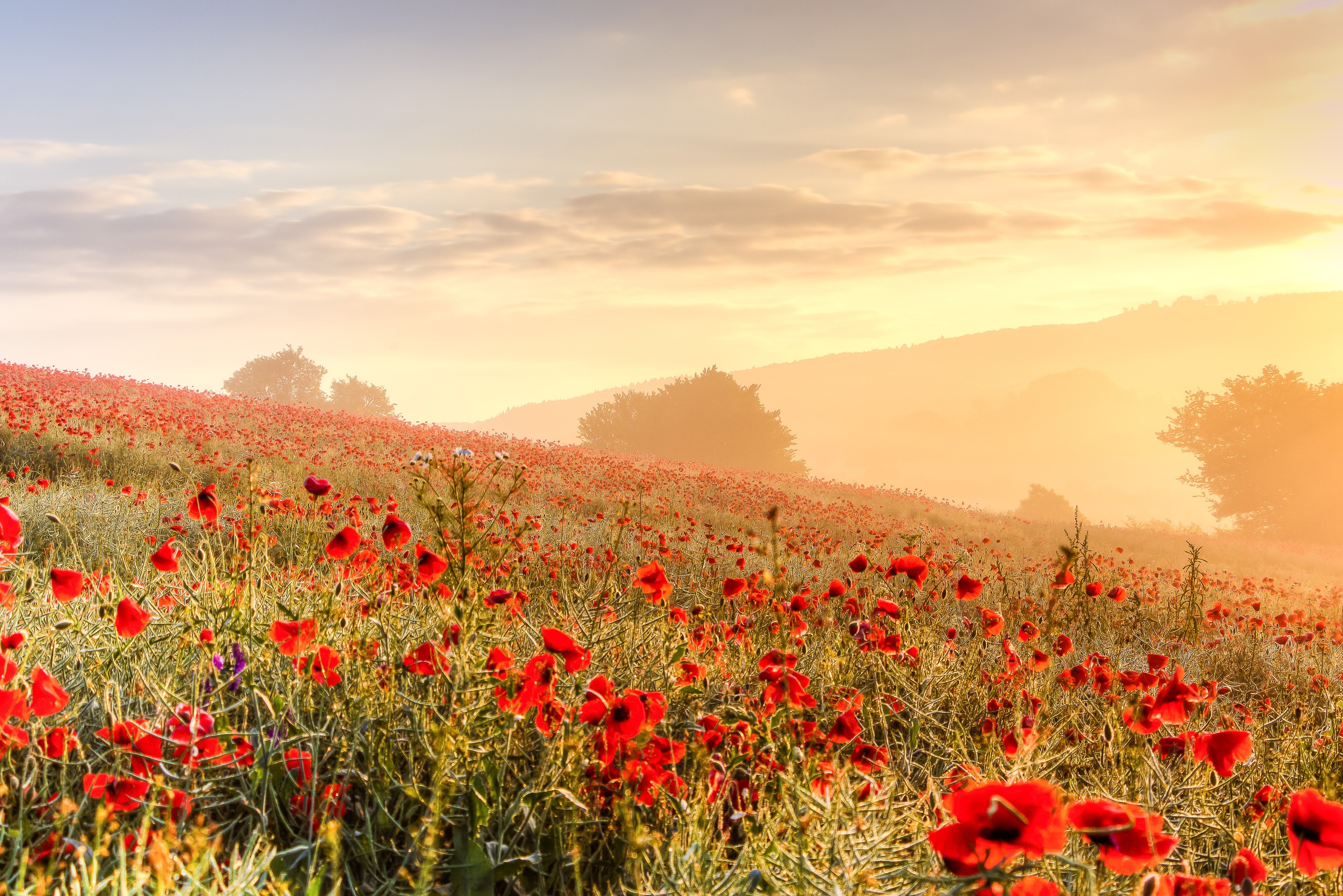 Field of Red Poppies at Sunrise HD Wallpaper