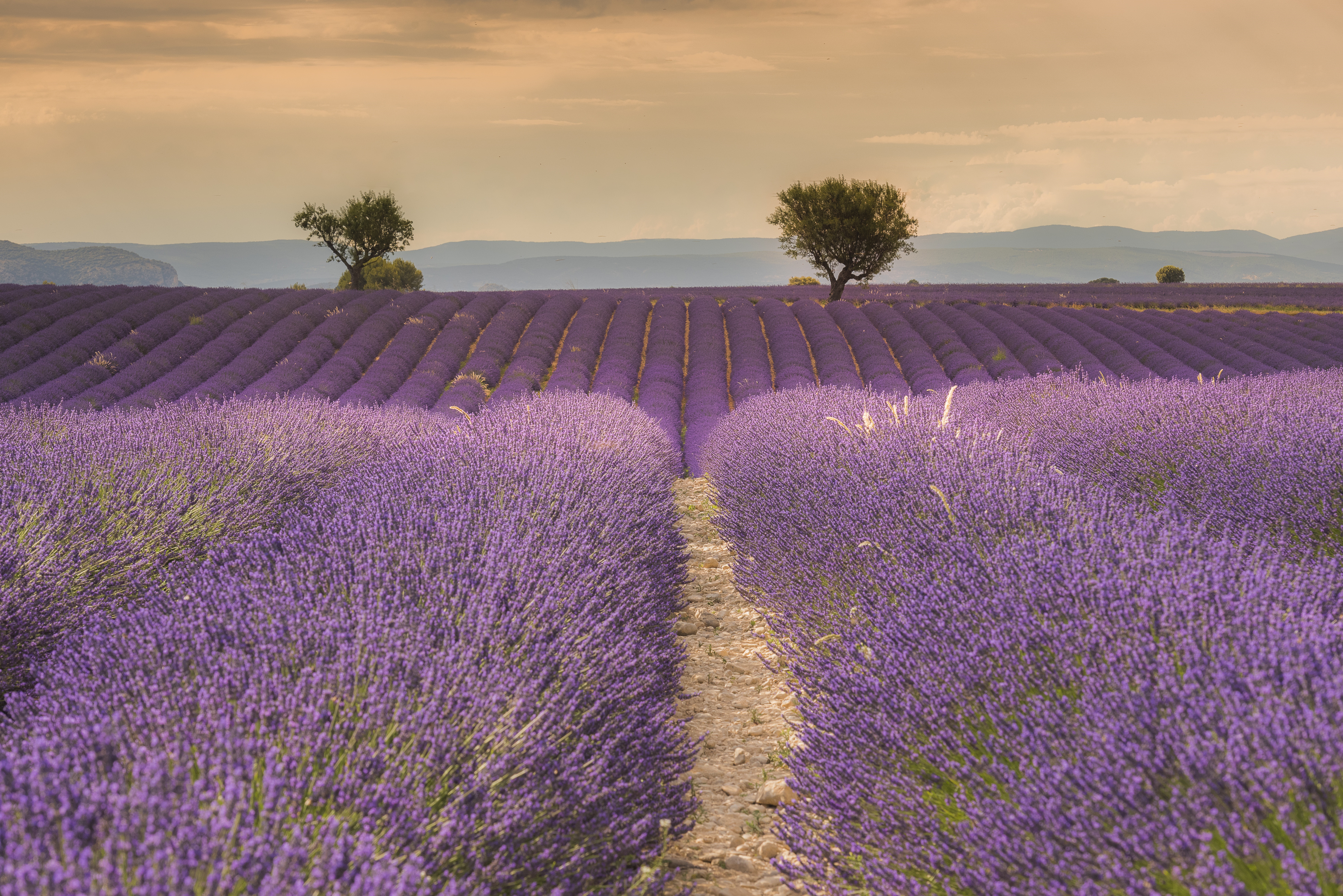 Lavender Field with Trees HD Wallpaper