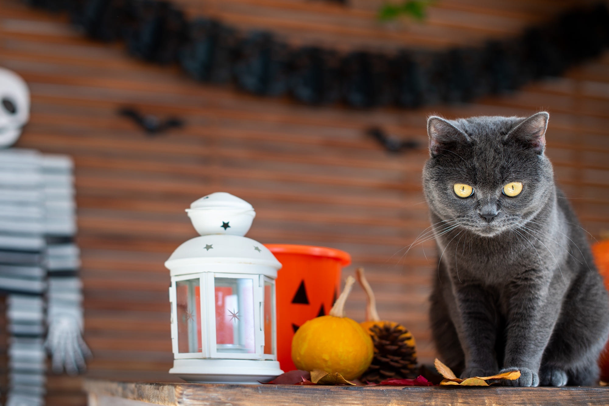 Gray cat with yellow eyes and Halloween decorations HD Wallpaper