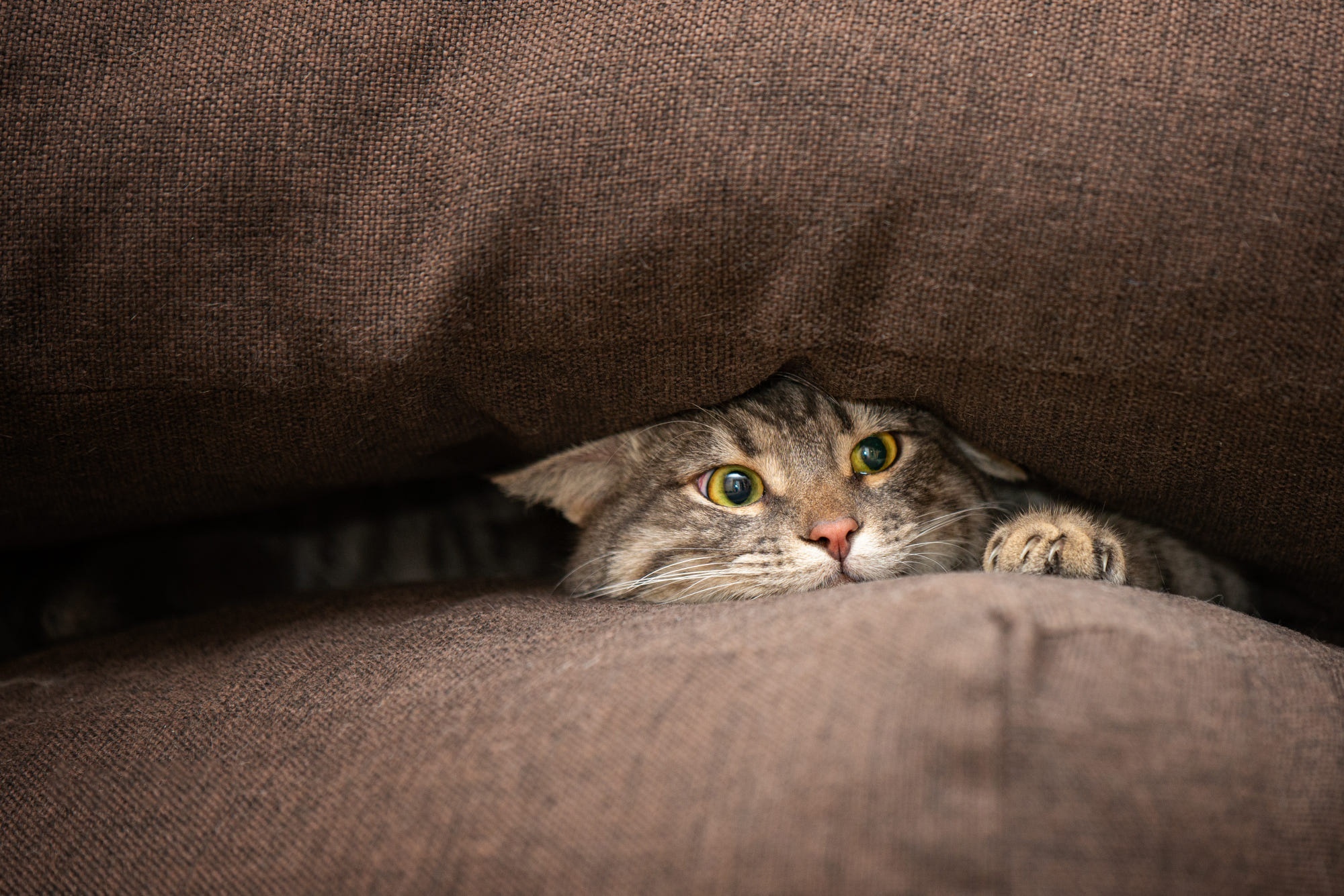 A tabby cat peeking from under a brown couch HD Wallpaper