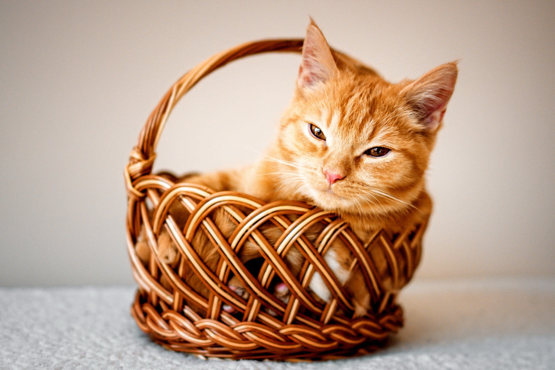 Orange tabby cat in a wicker basket HD Wallpaper