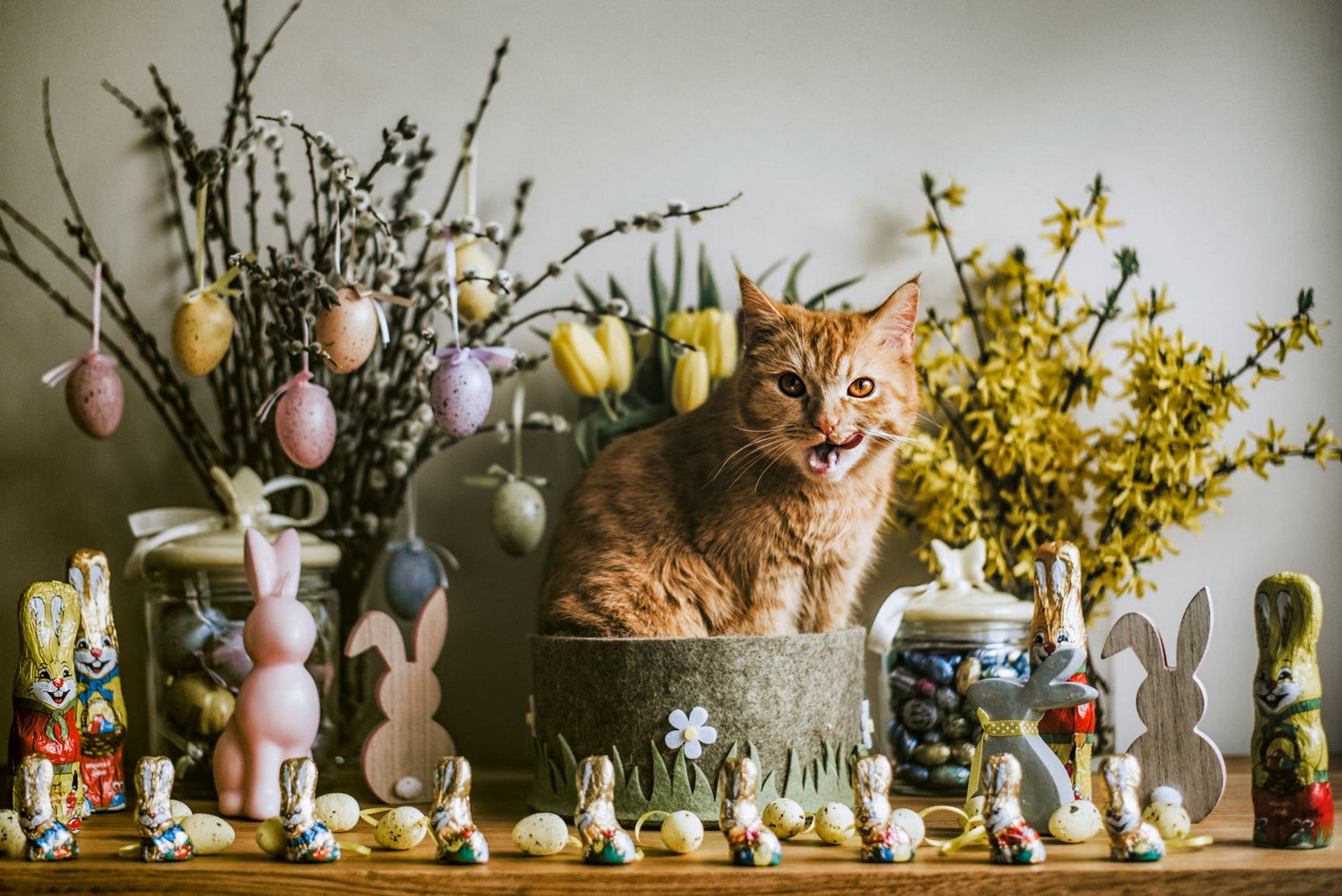 Orange cat in Easter decorations HD Wallpaper