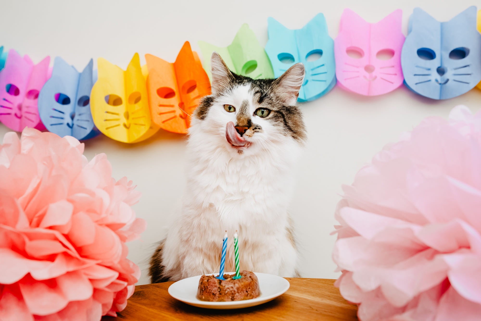 Cat licking its nose at birthday party HD Wallpaper