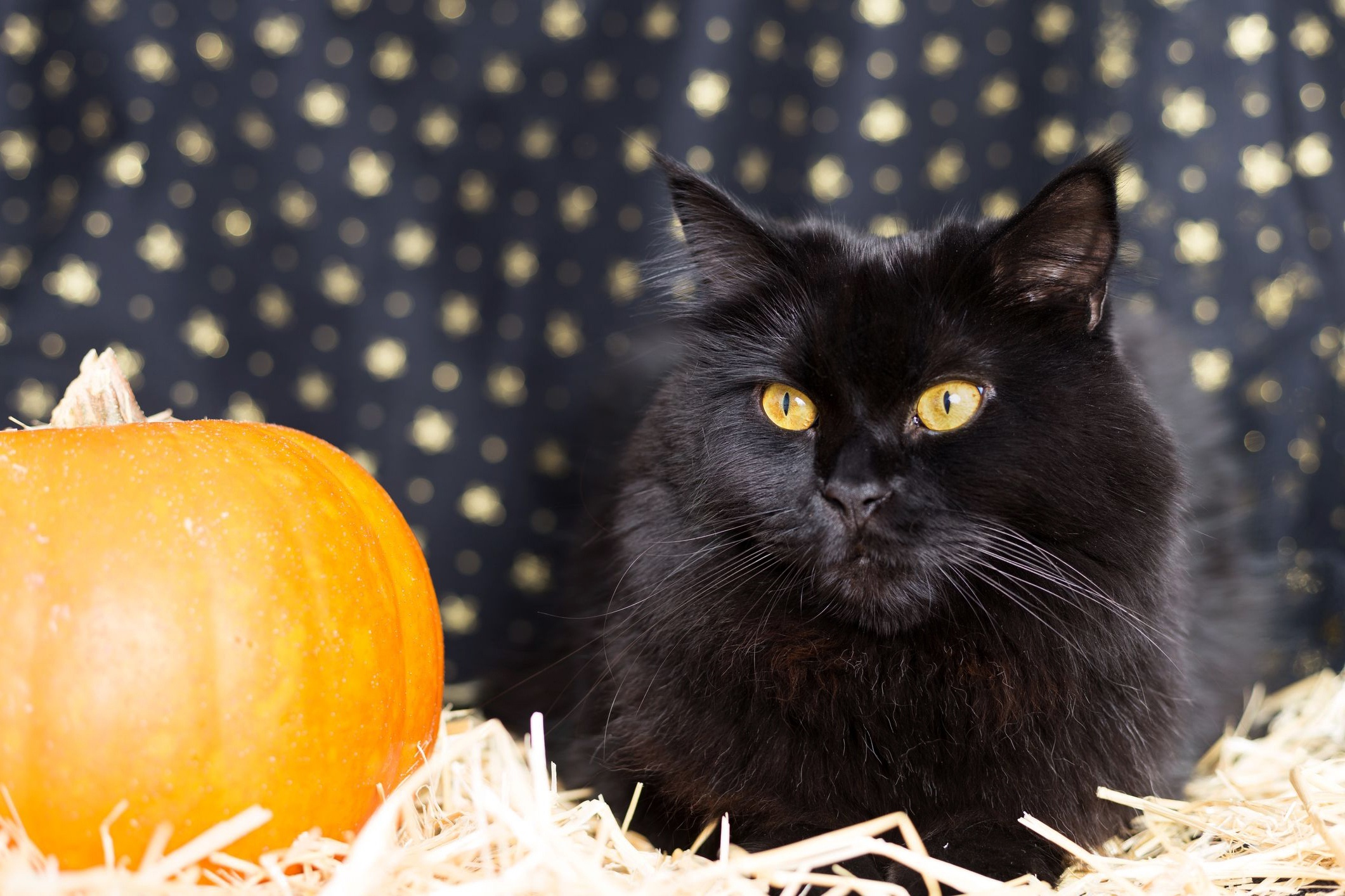 Black cat with pumpkin on hay HD Wallpaper