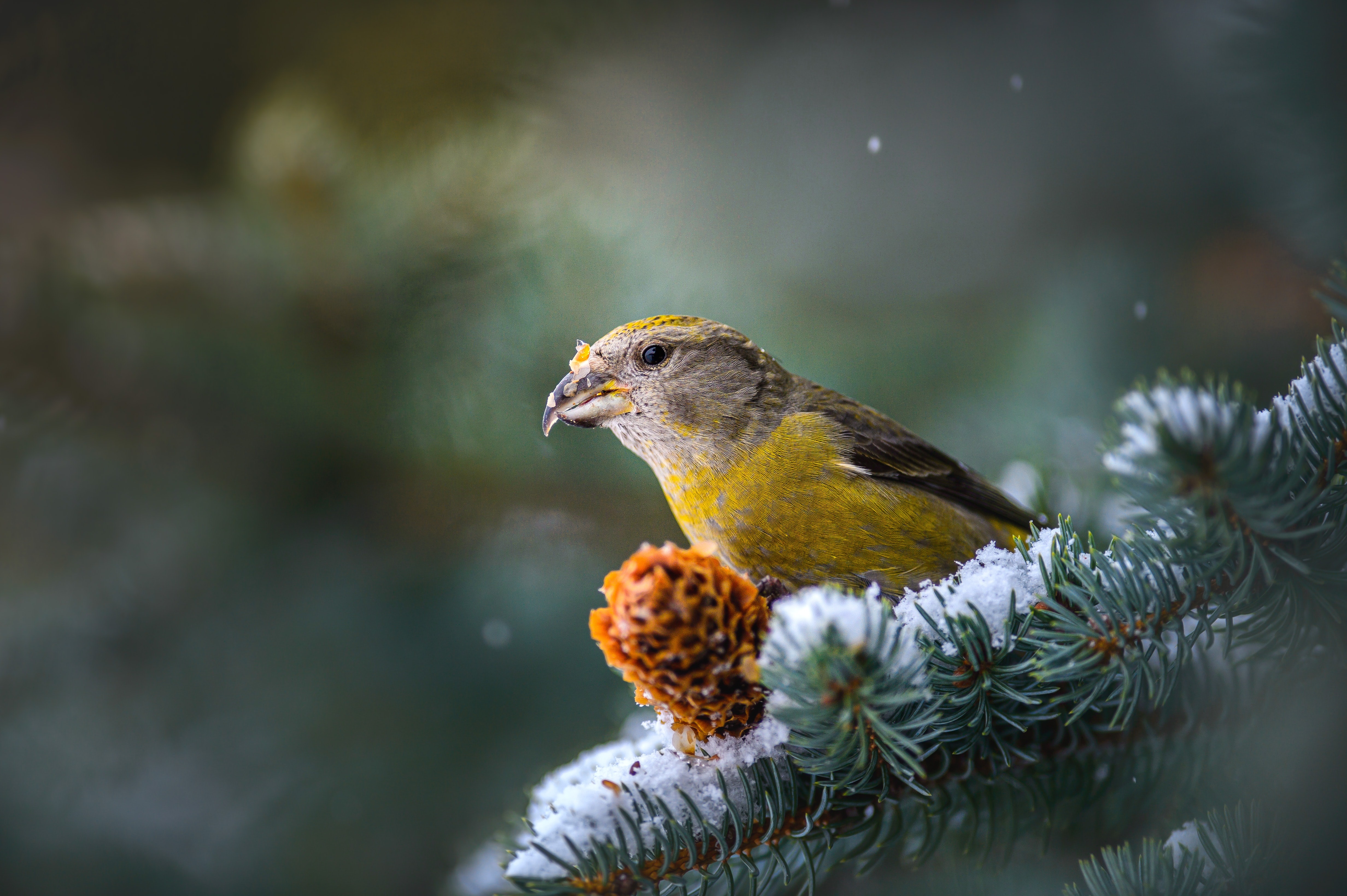 Red Crossbill bird eating from a pine cone on a snowy branch HD Wallpaper