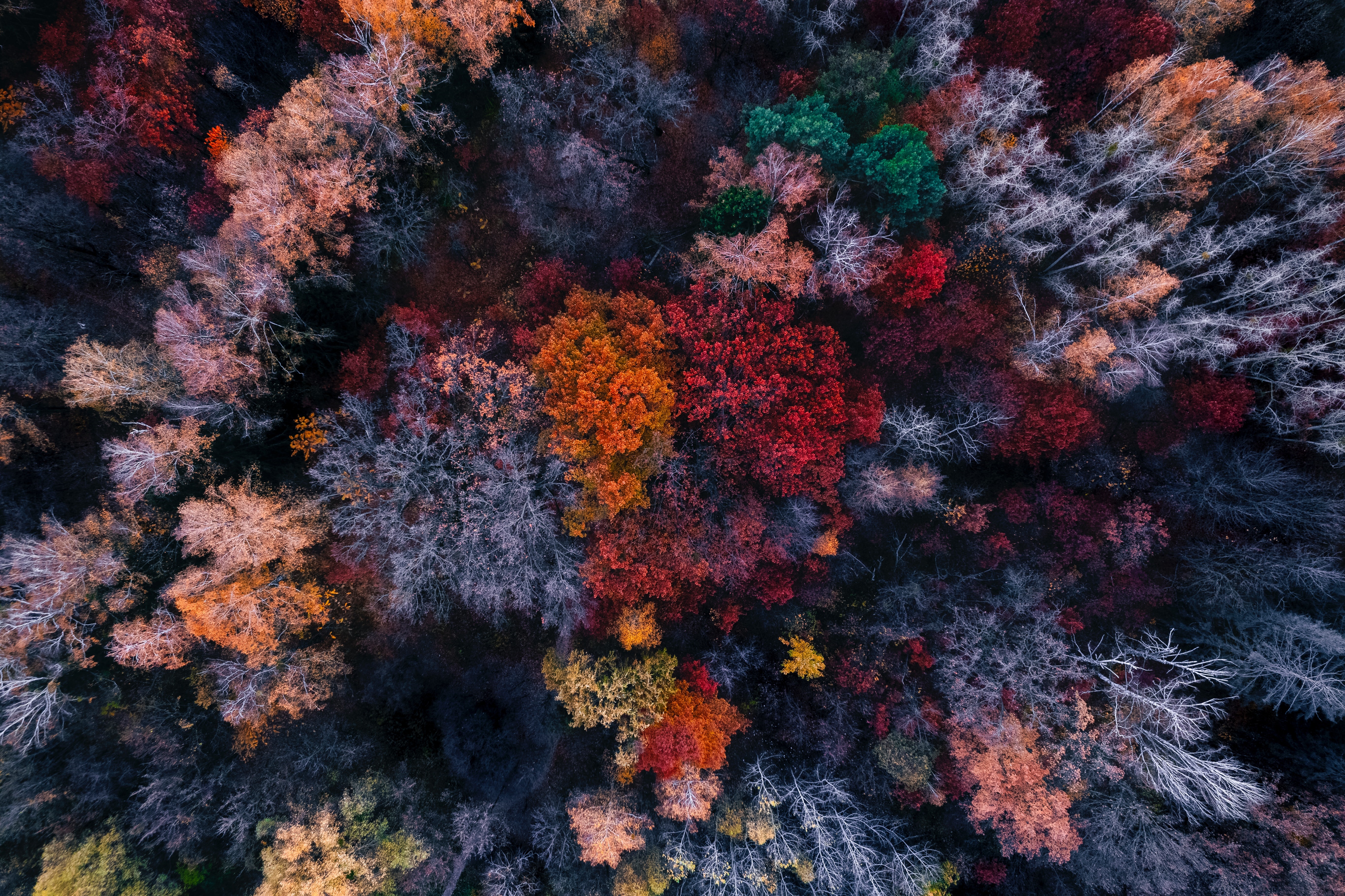 Aerial view of a forest in autumn colors HD Wallpaper