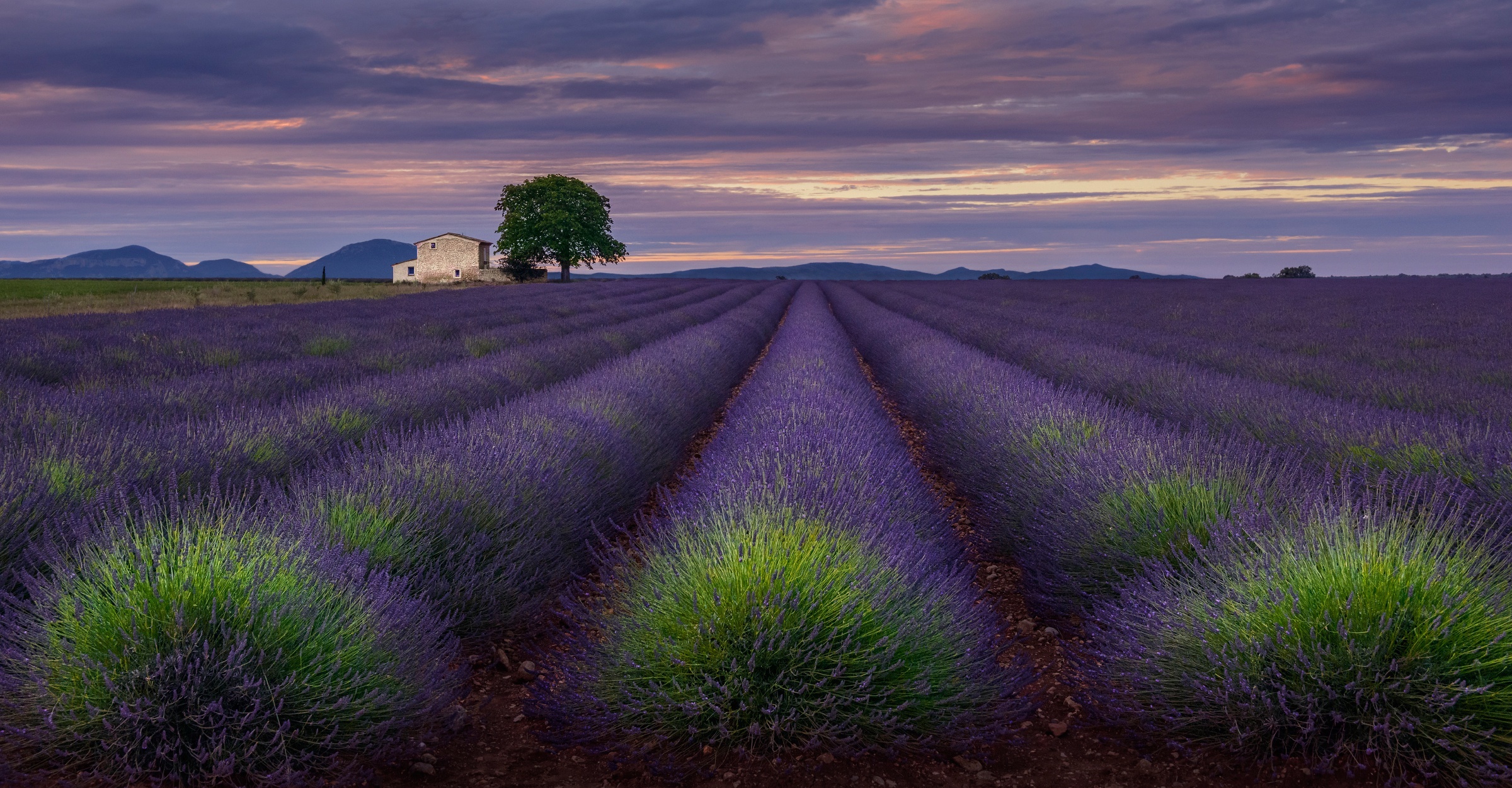 Lavender field with a house and tree at sunset HD Wallpaper
