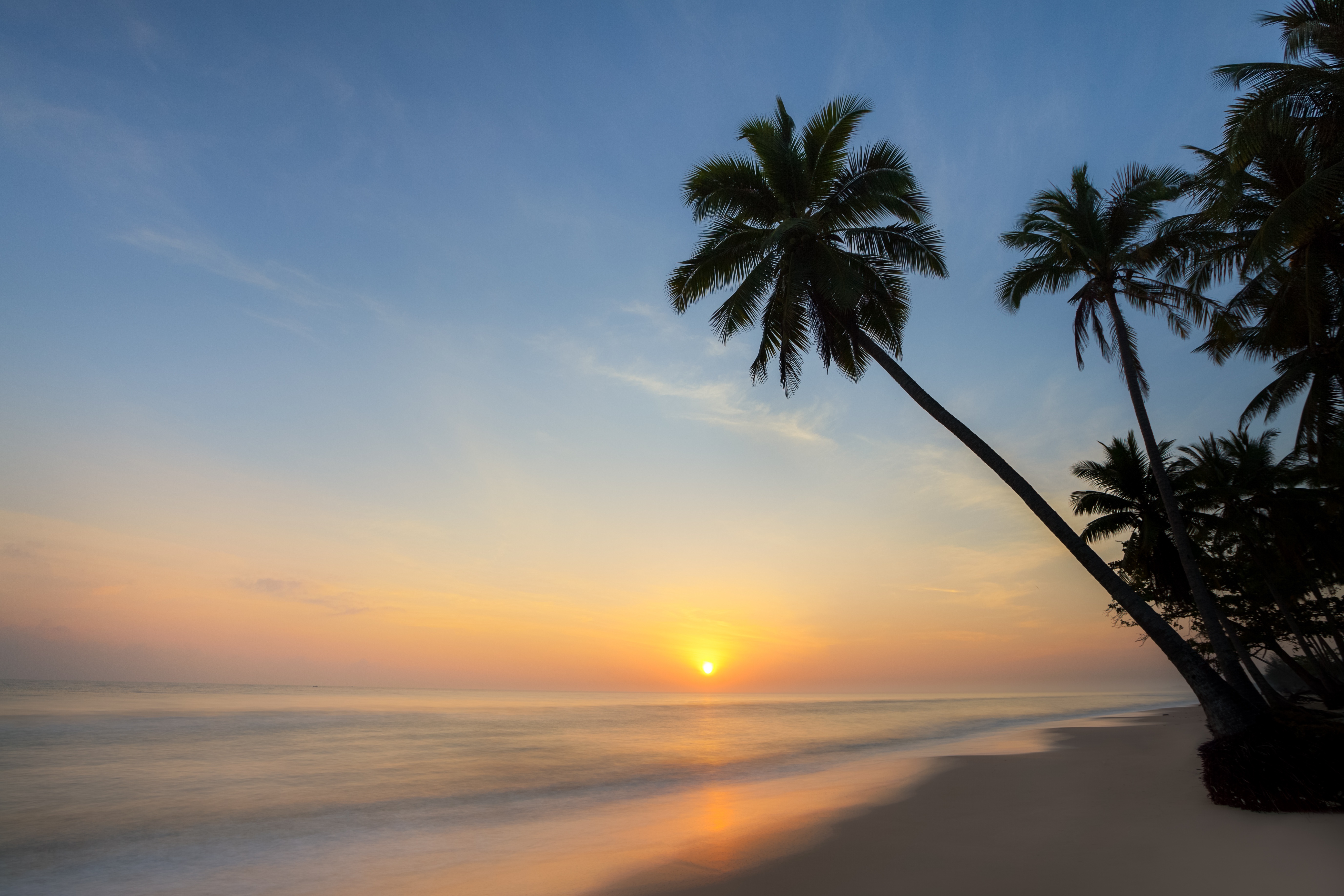 Sunset over the ocean with palm trees HD Wallpaper