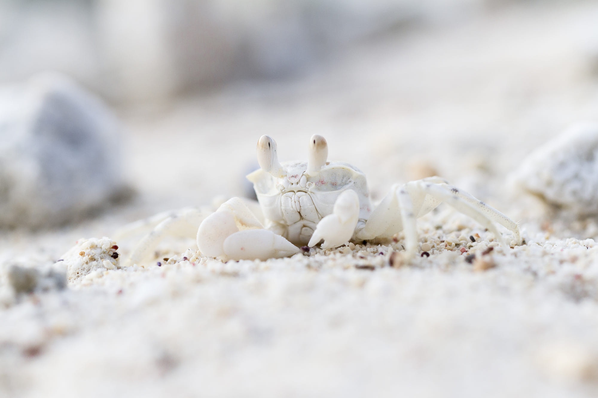 Ghost crab on sandy beach HD Wallpaper