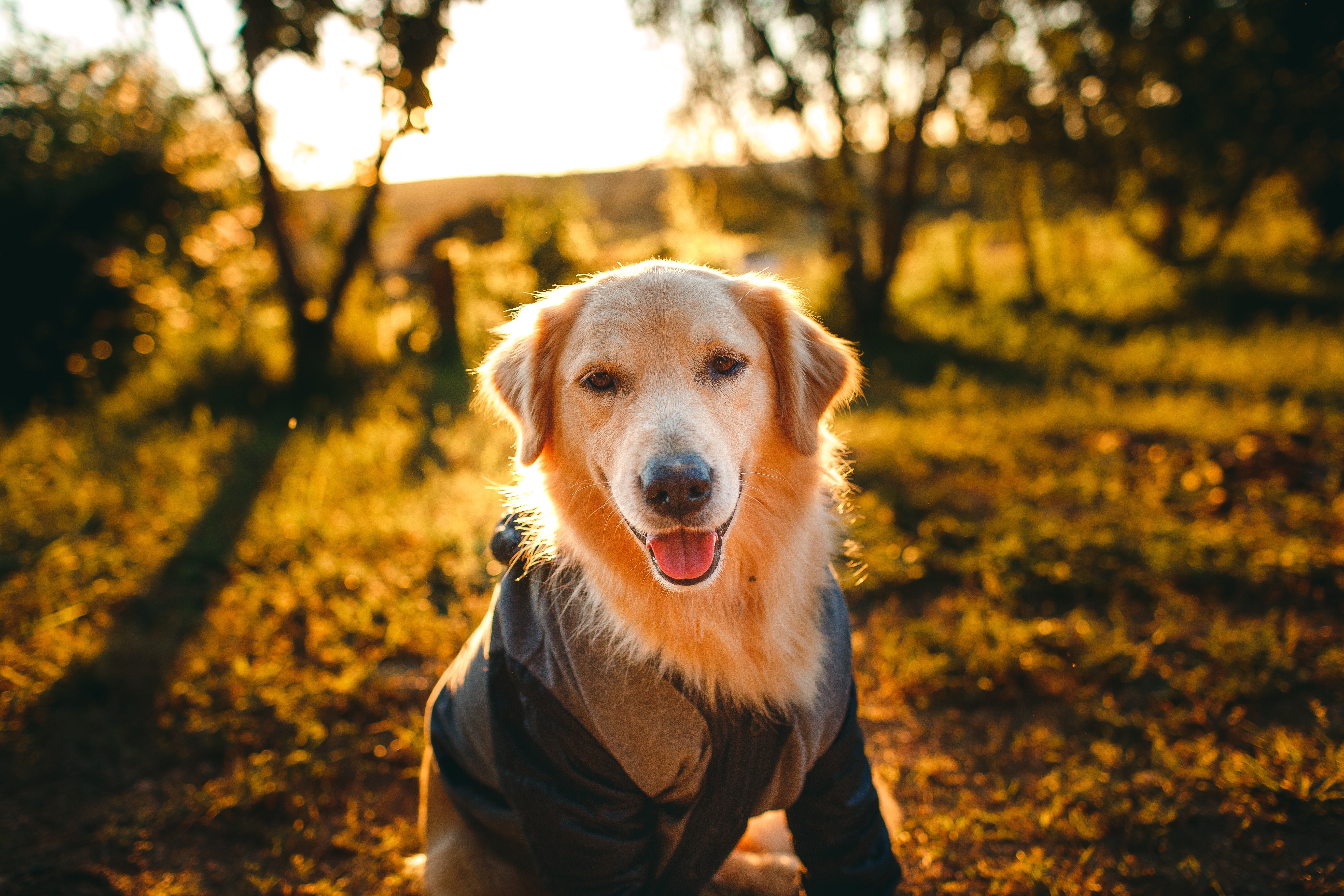 Golden Retriever in a jacket at sunset 4K HD Wallpaper
