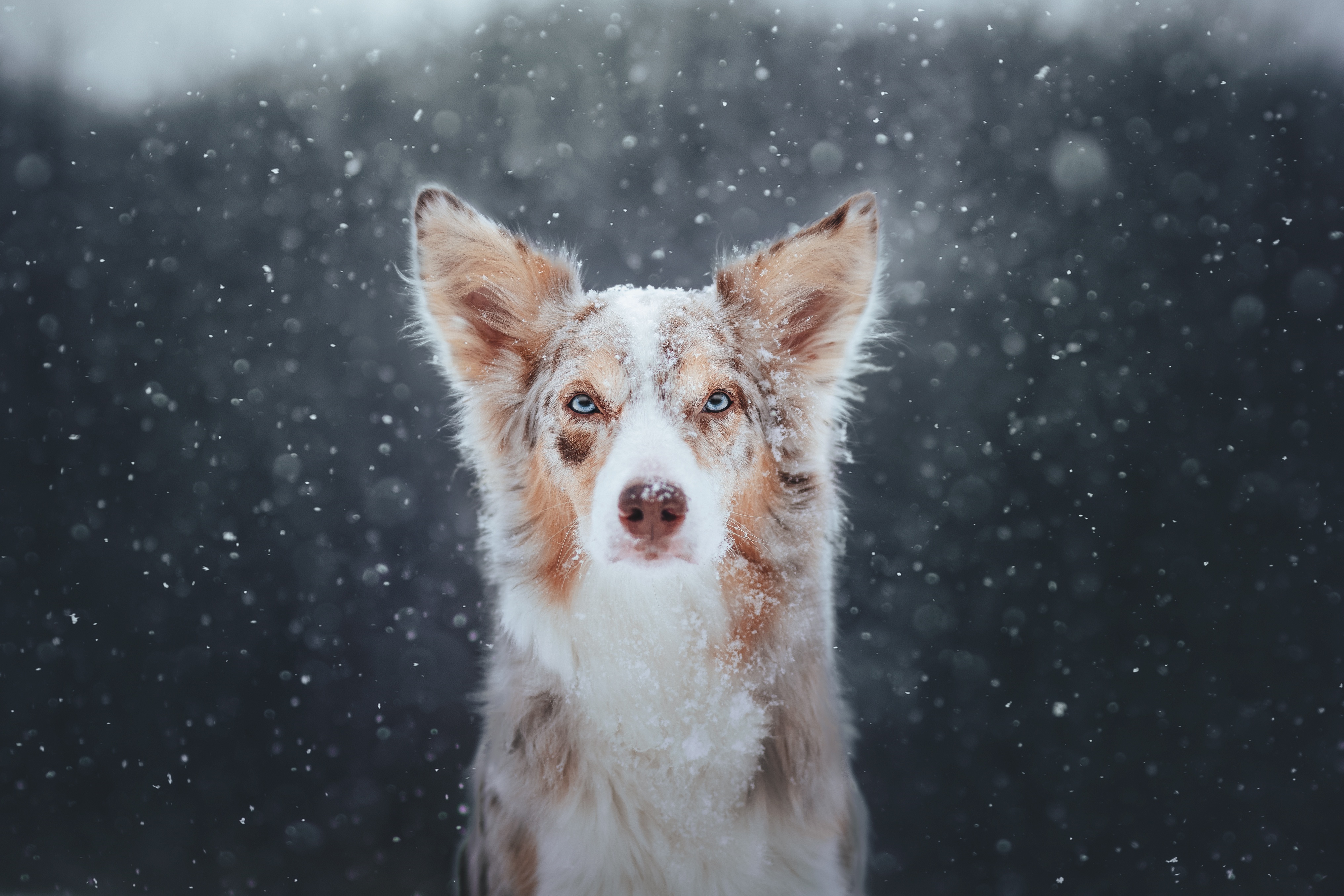 Merle Australian Shepherd in Snowfall 4K HD Wallpaper