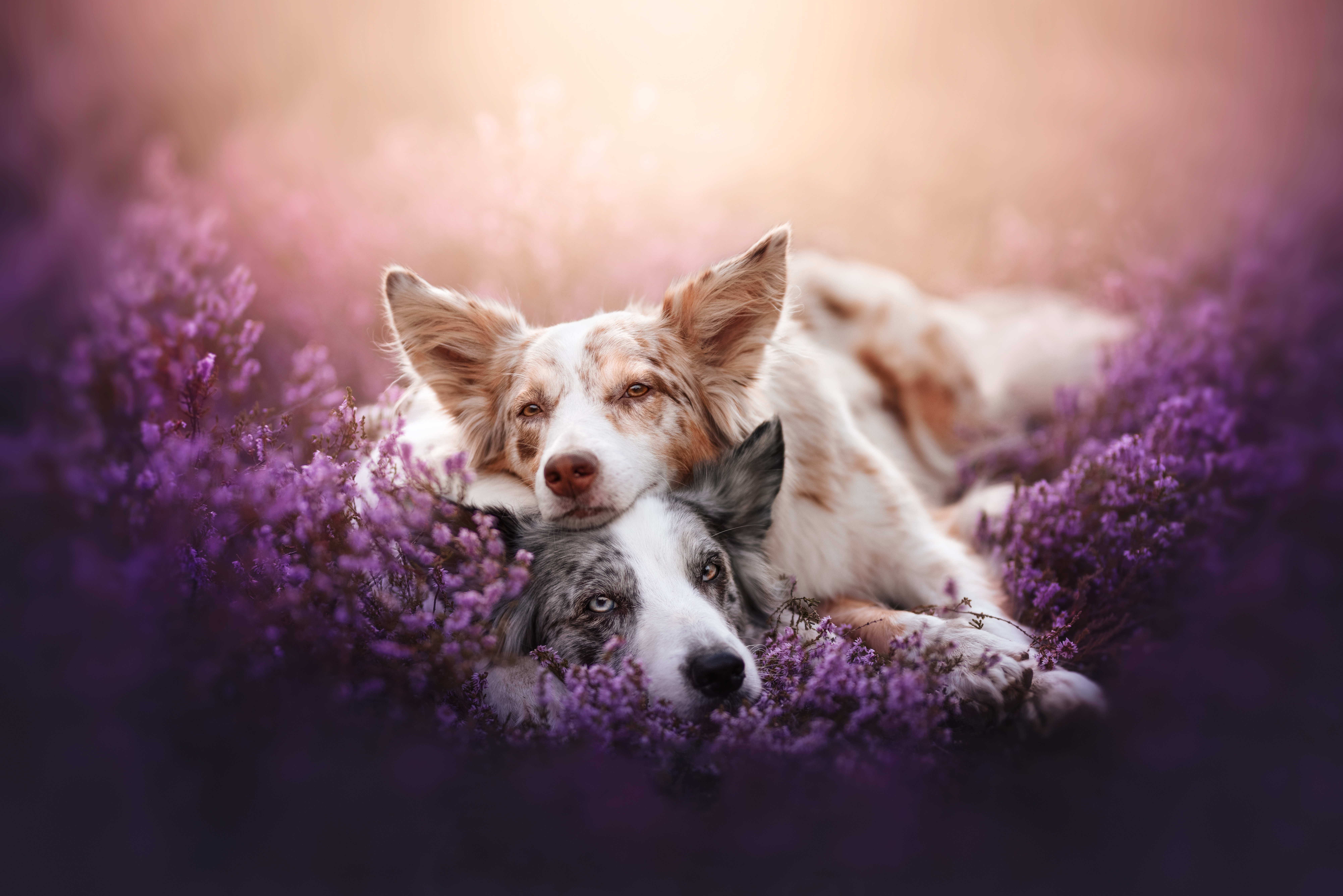 Two Border Collies resting in purple heather HD Wallpaper