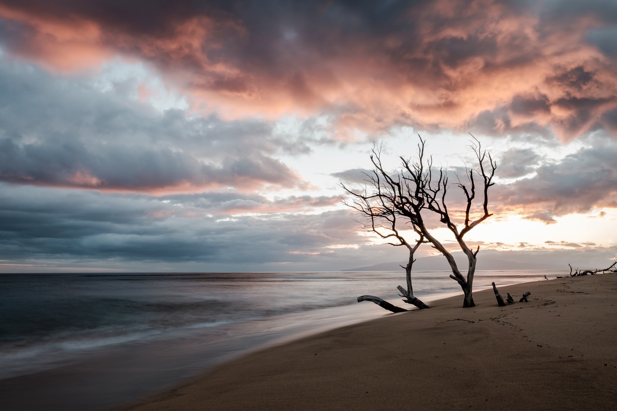 Dead trees on a beach at sunset HD Wallpaper
