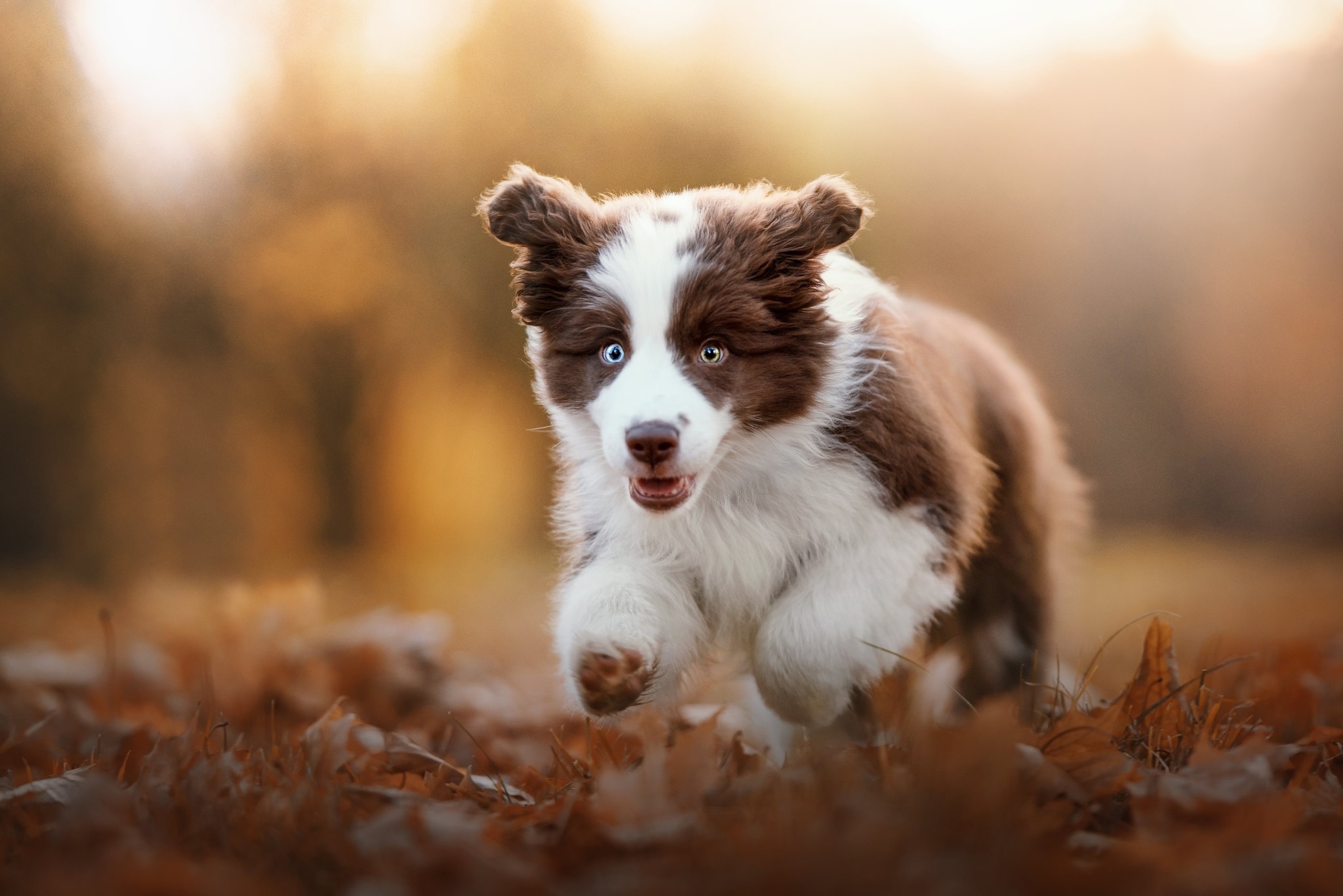 Brown and white Border Collie puppy running HD Wallpaper