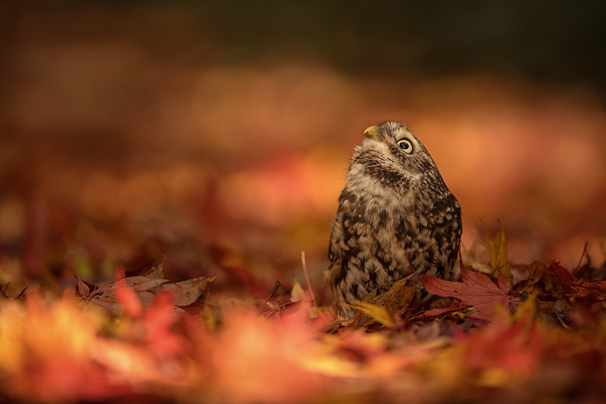 Little owl sitting on autumn leaves HD Wallpaper