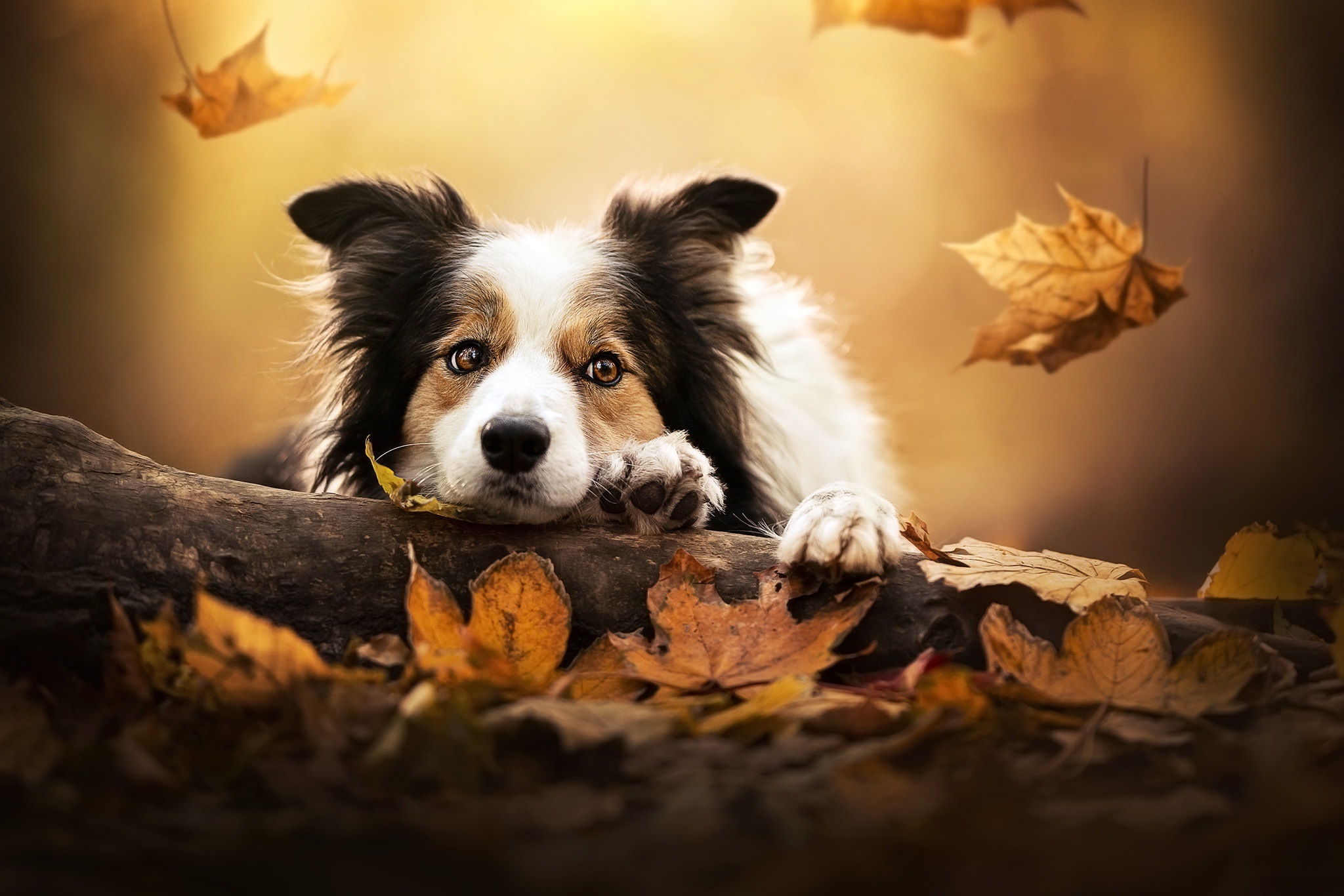 Border Collie dog resting on a log with autumn leaves HD Wallpaper