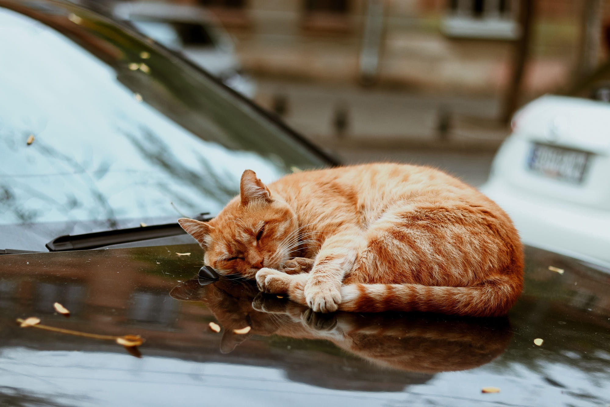 Orange cat sleeping on a car hood HD Wallpaper