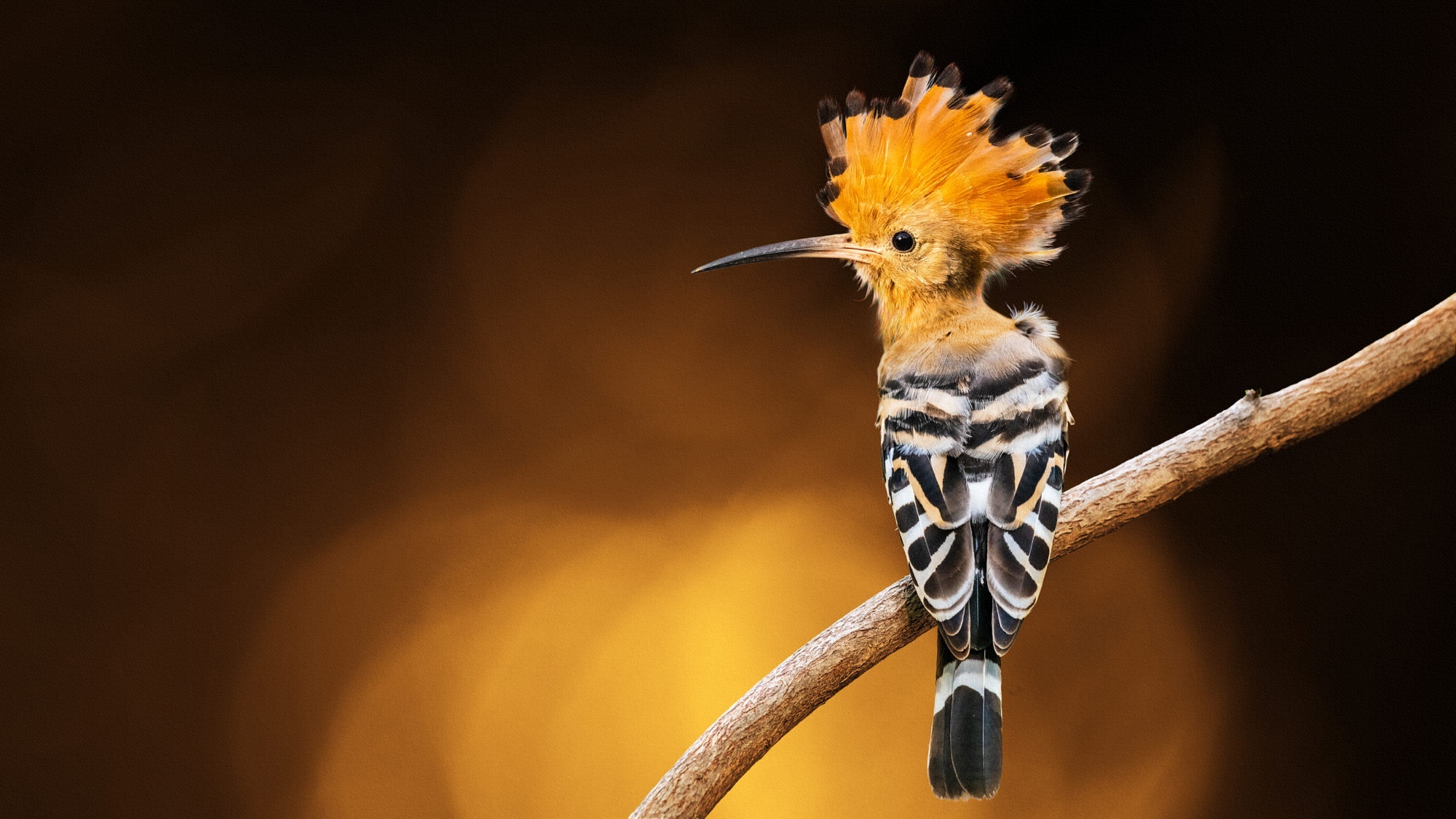 Hoopoe bird perched on a branch HD Wallpaper