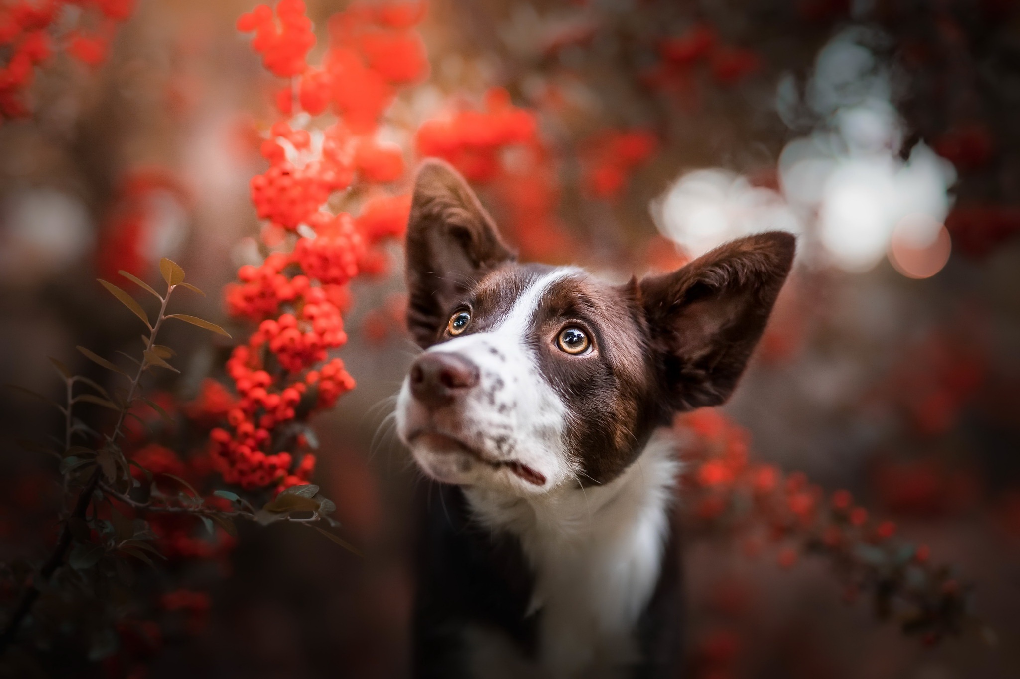 Brown and white dog looking up near red berries HD Wallpaper