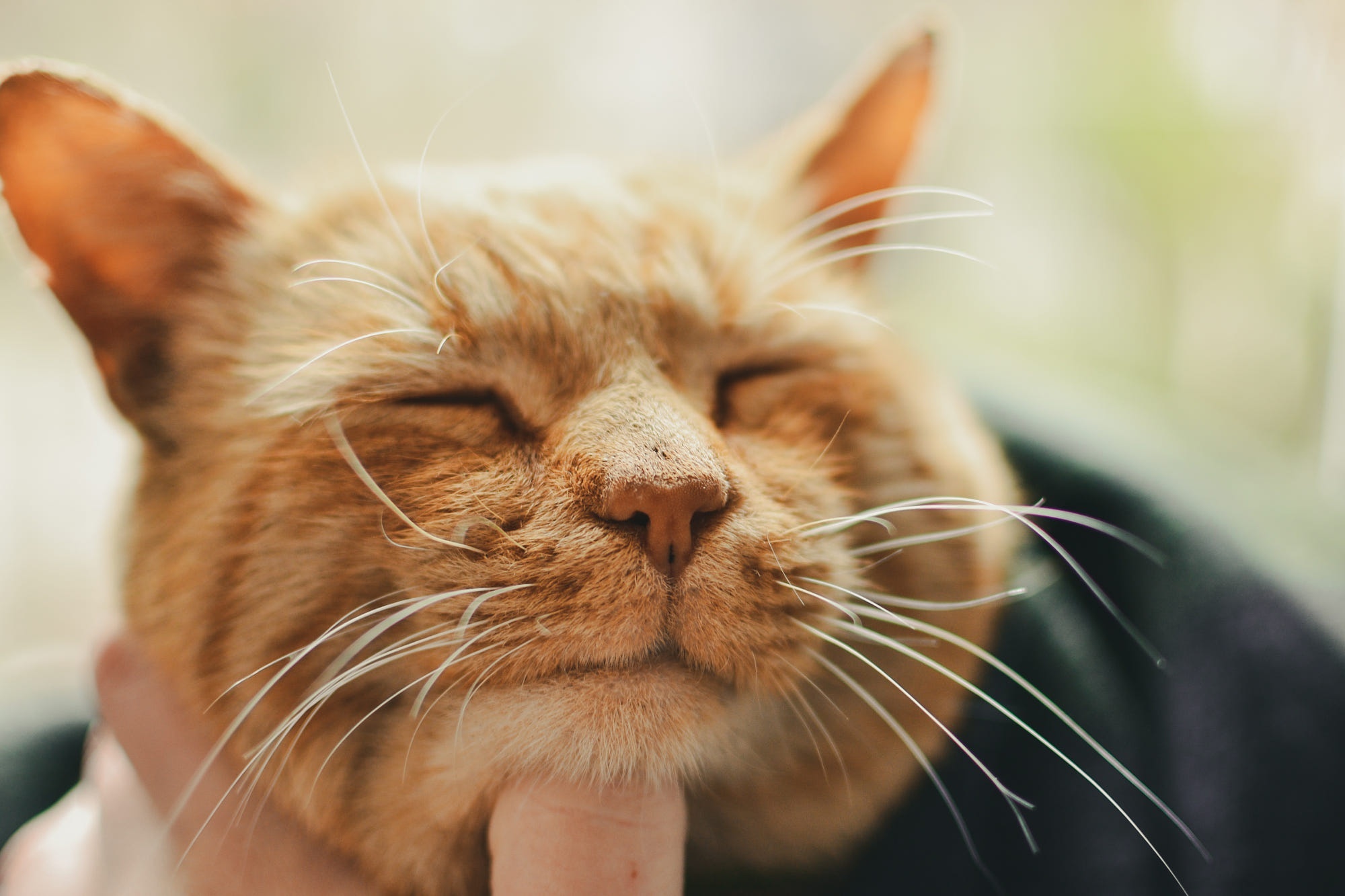 Close-up of an orange tabby cat HD Wallpaper