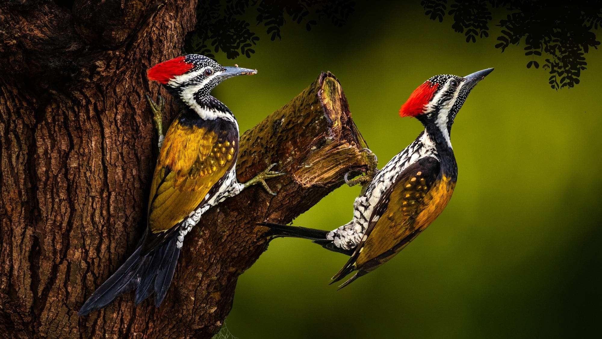 Two Woodpeckers on a Tree Branch HD Wallpaper