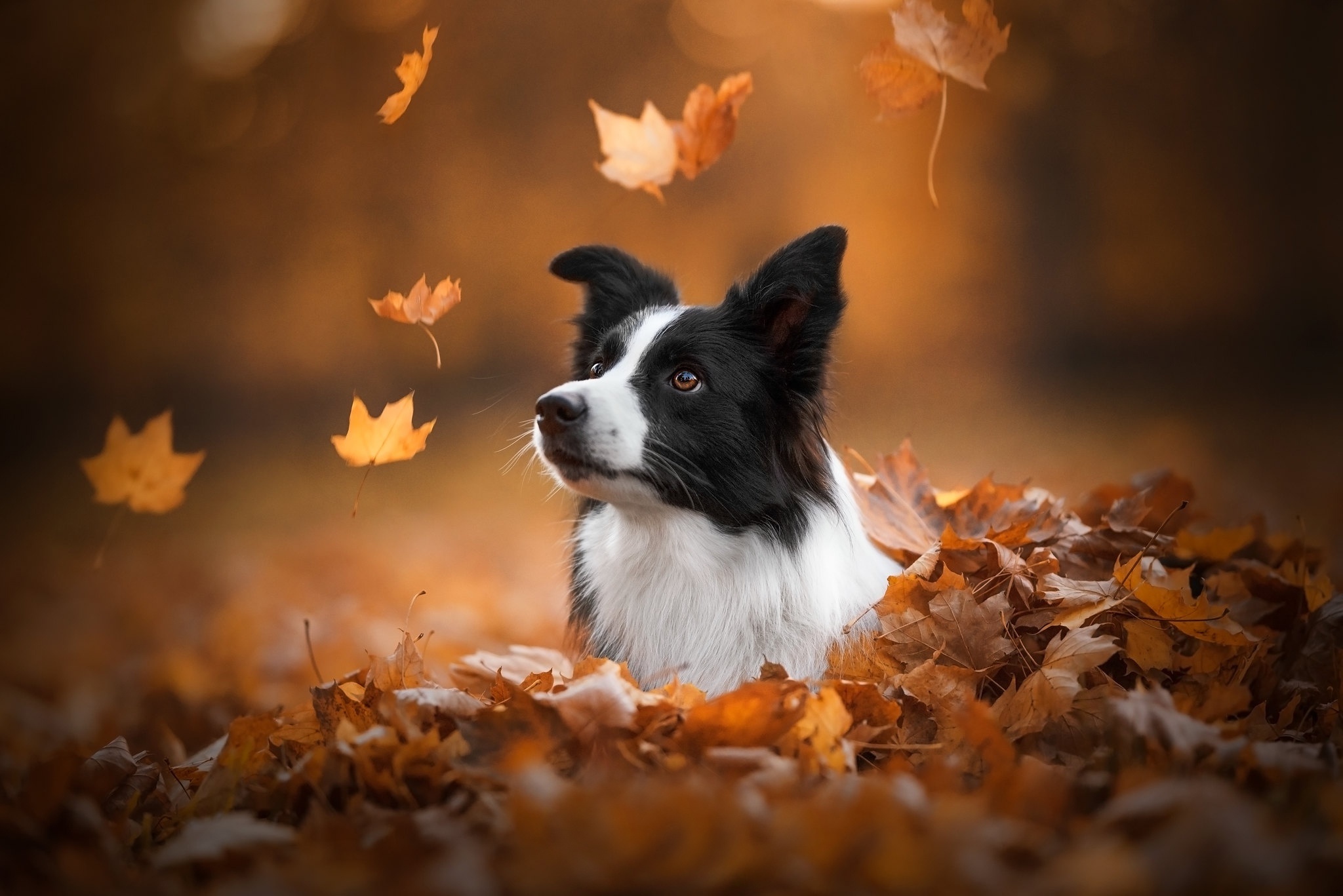 Border Collie dog in autumn leaves HD Wallpaper