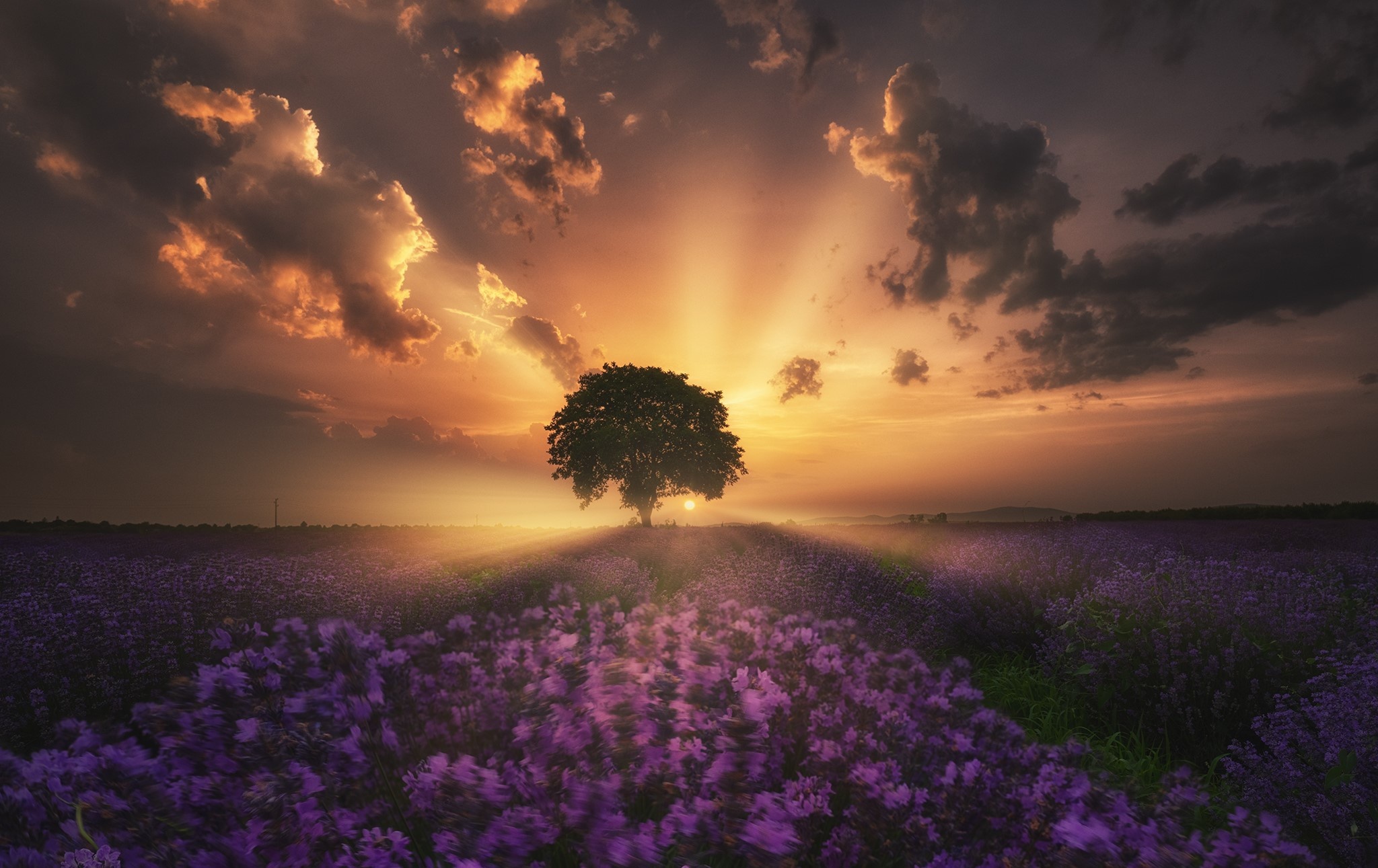 Tree in Lavender Field at Sunrise with Sunbeams HD Wallpaper