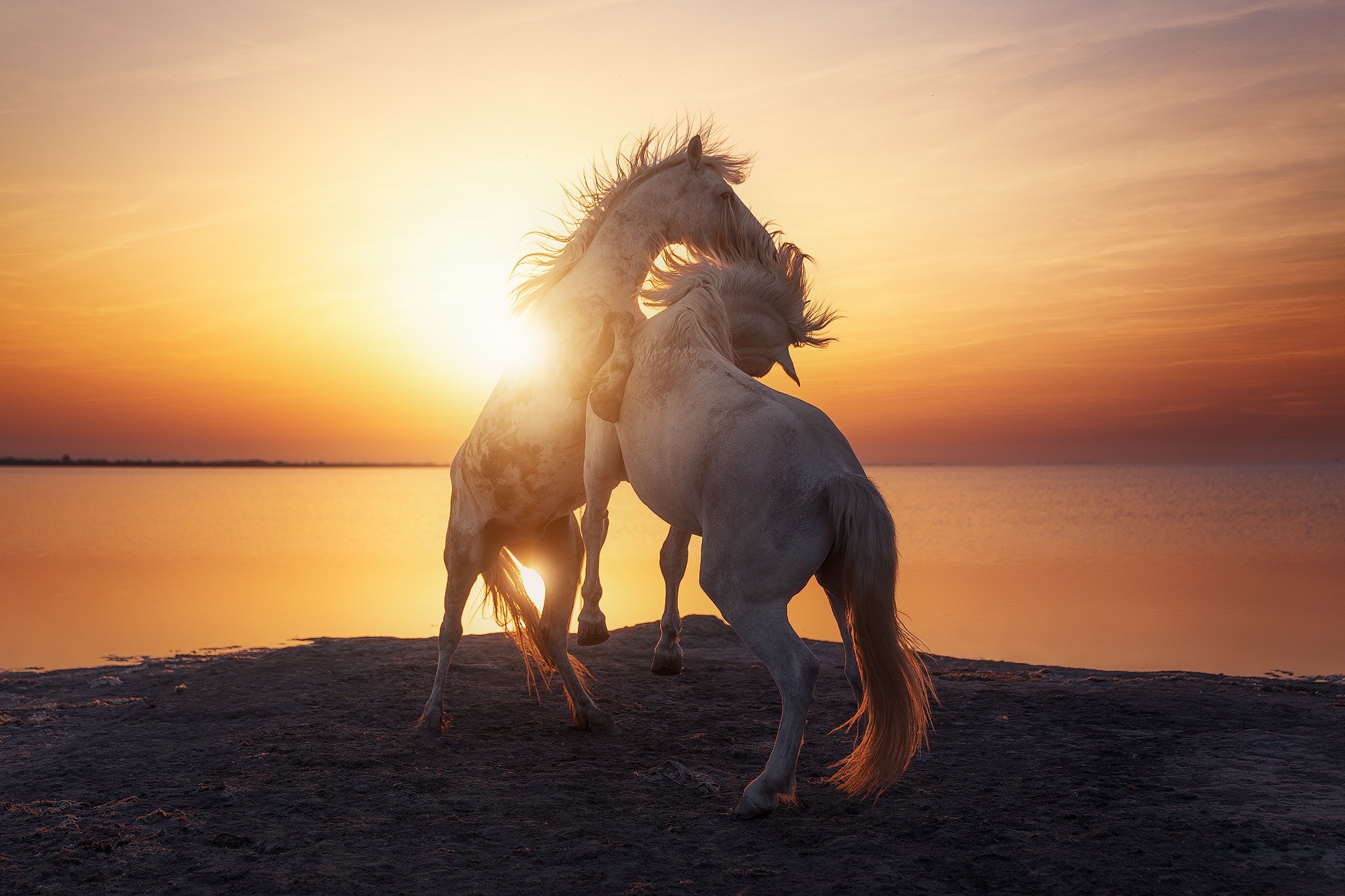 Two white horses fighting at sunset HD Wallpaper
