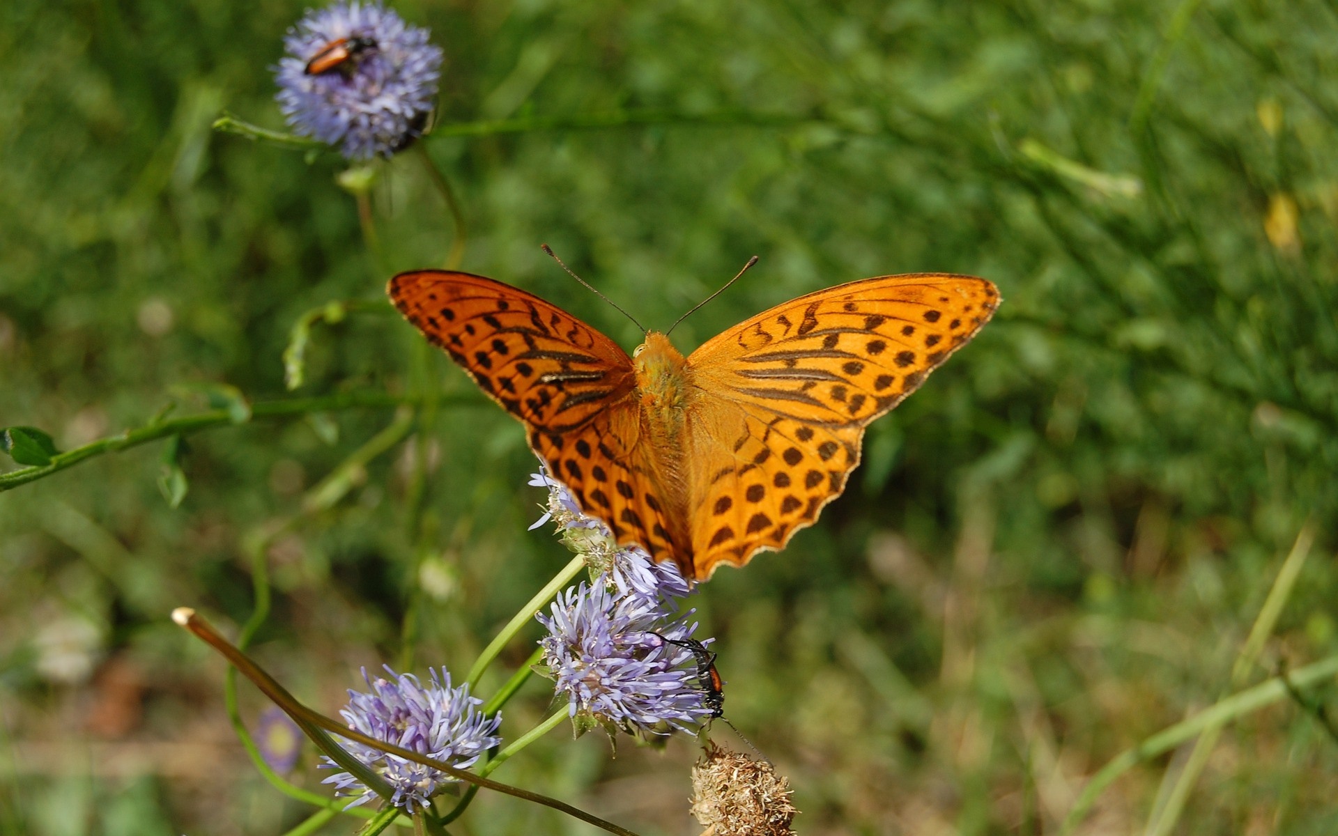 Orange butterfly on purple flowers HD Wallpaper