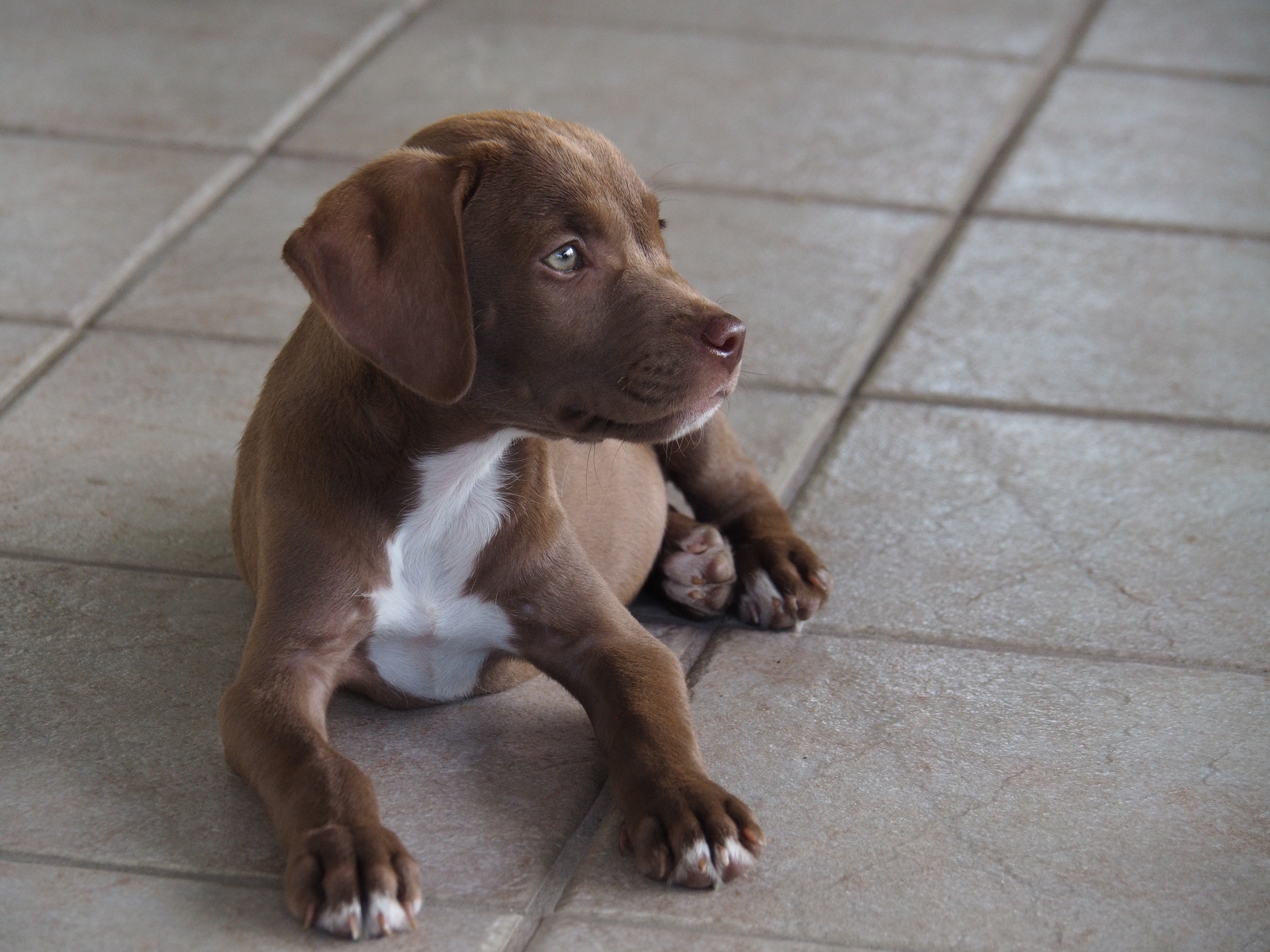Chocolate Lab Puppy by Eduardo Feliciano Villamil HD Wallpaper