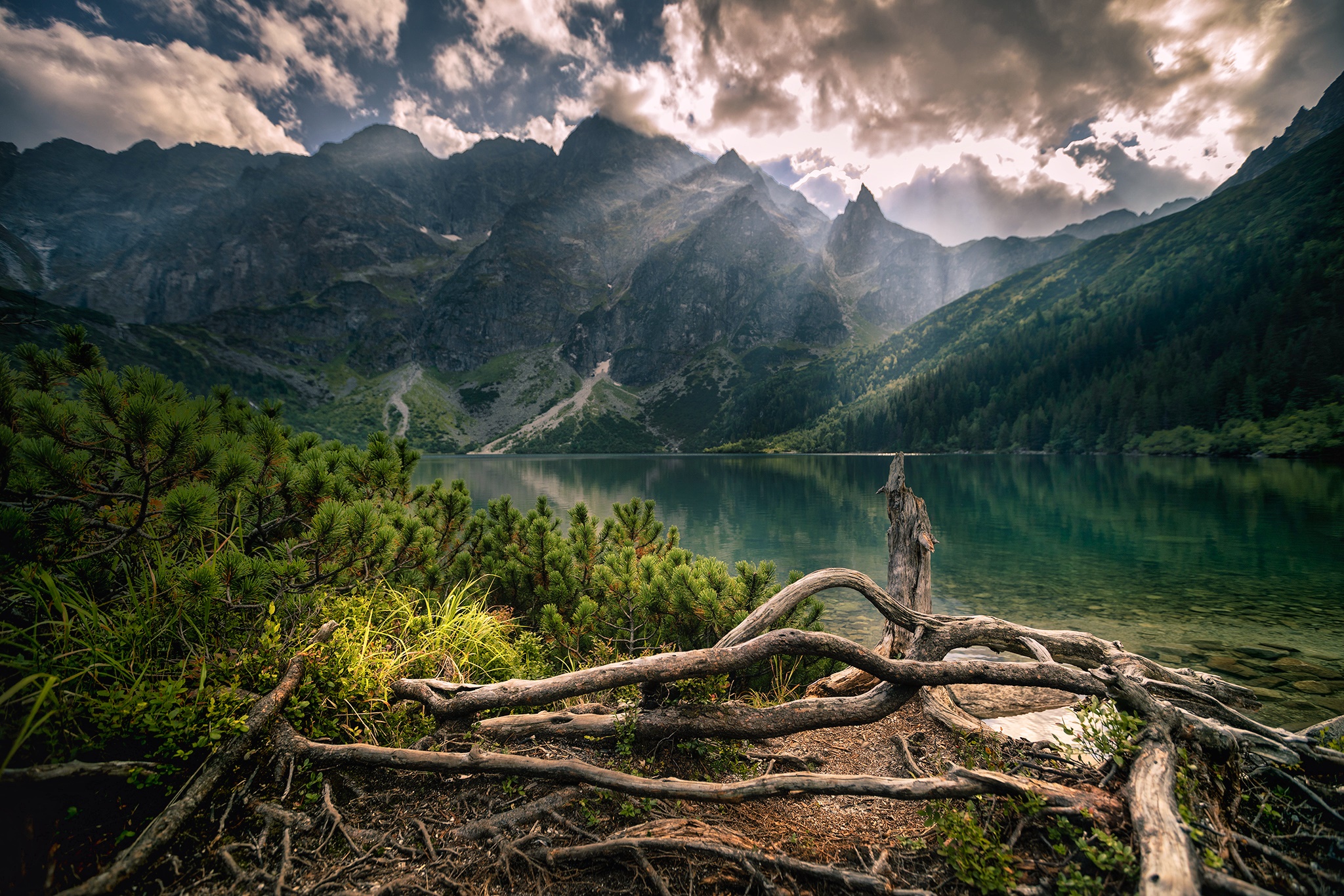 Lake and Mountains with Pine Trees and Roots HD Wallpaper