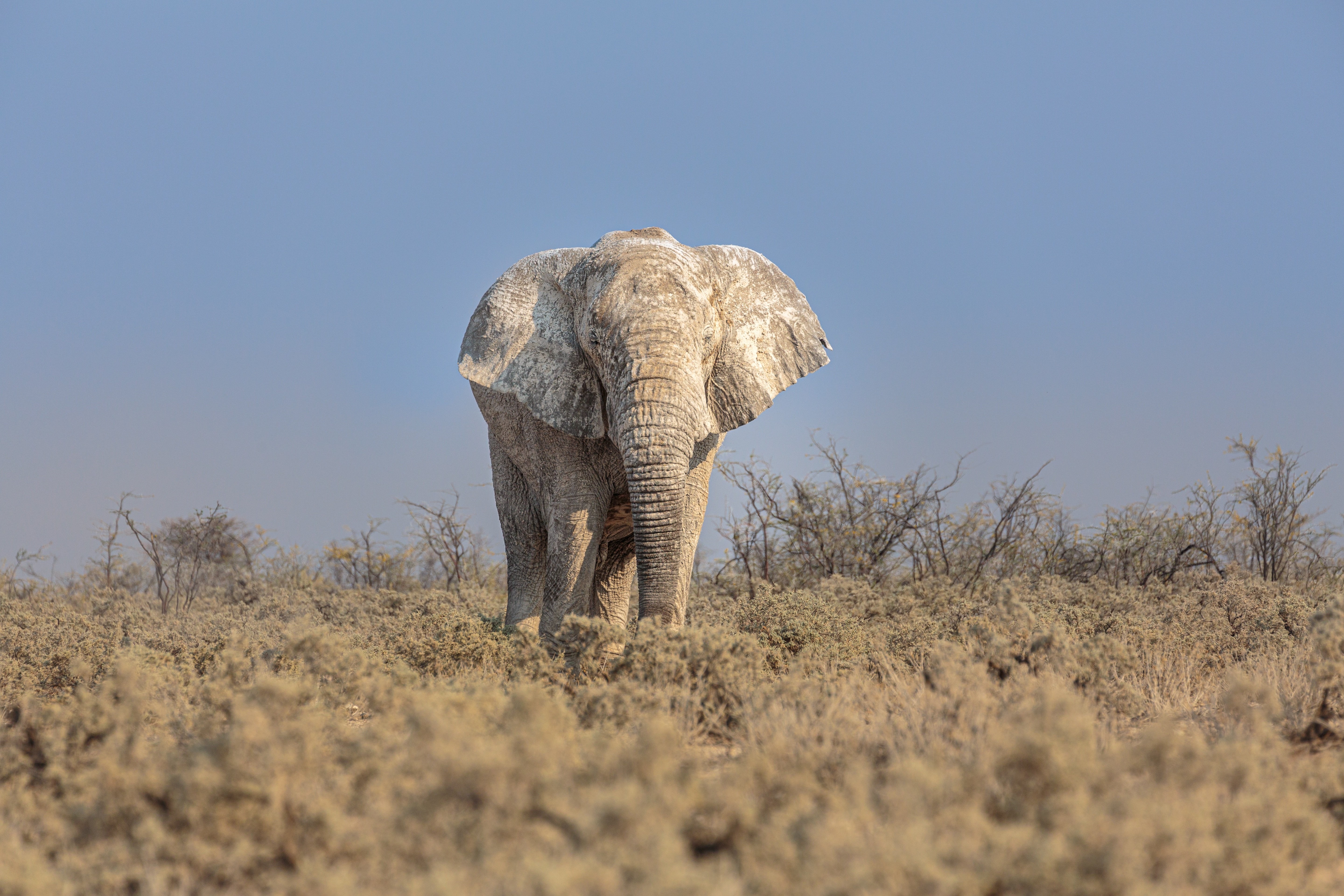 African Bush Elephant in Dry Landscape 4K HD Wallpaper
