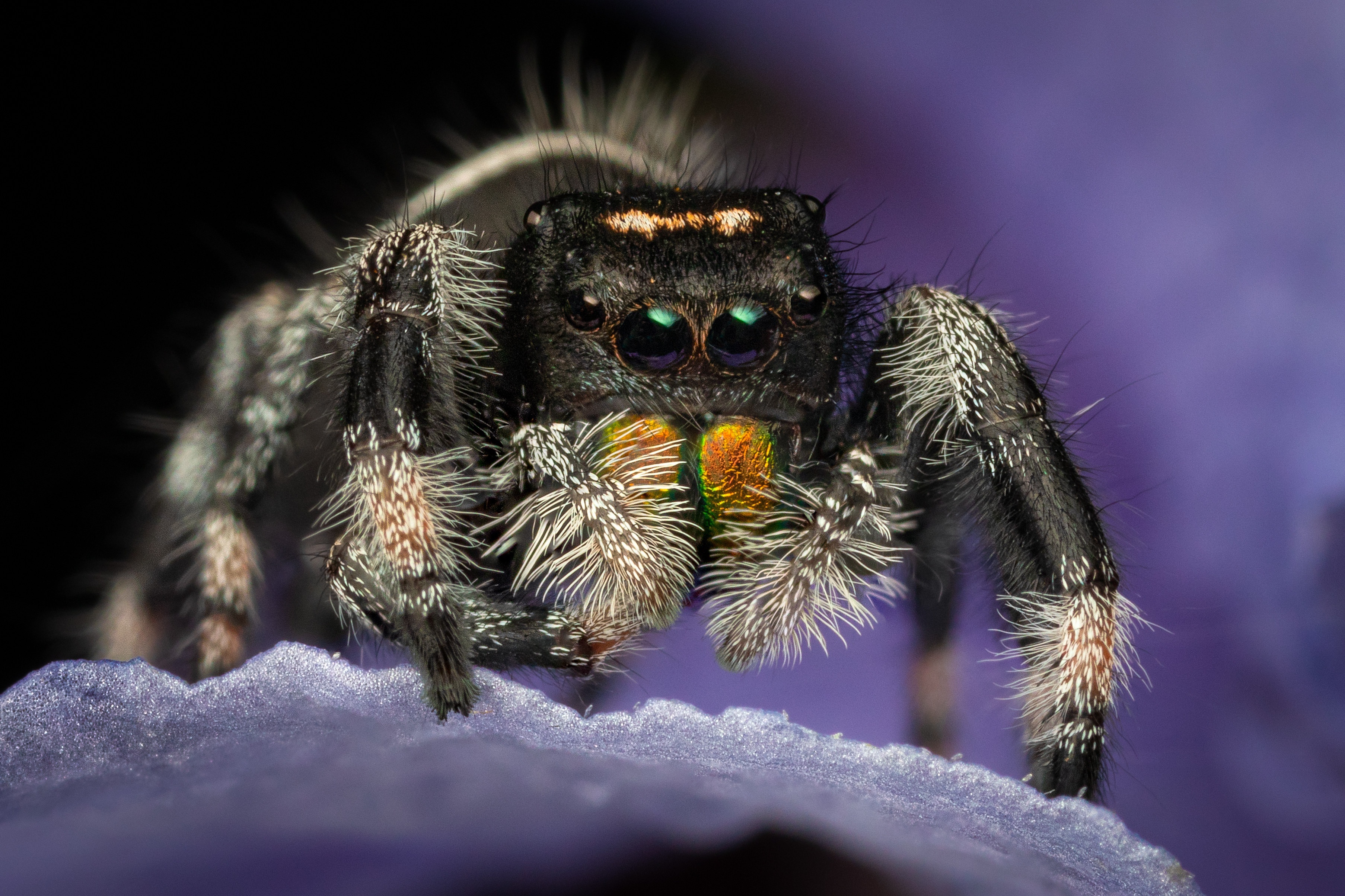 Macro shot of a jumping spider on a purple flower HD Wallpaper