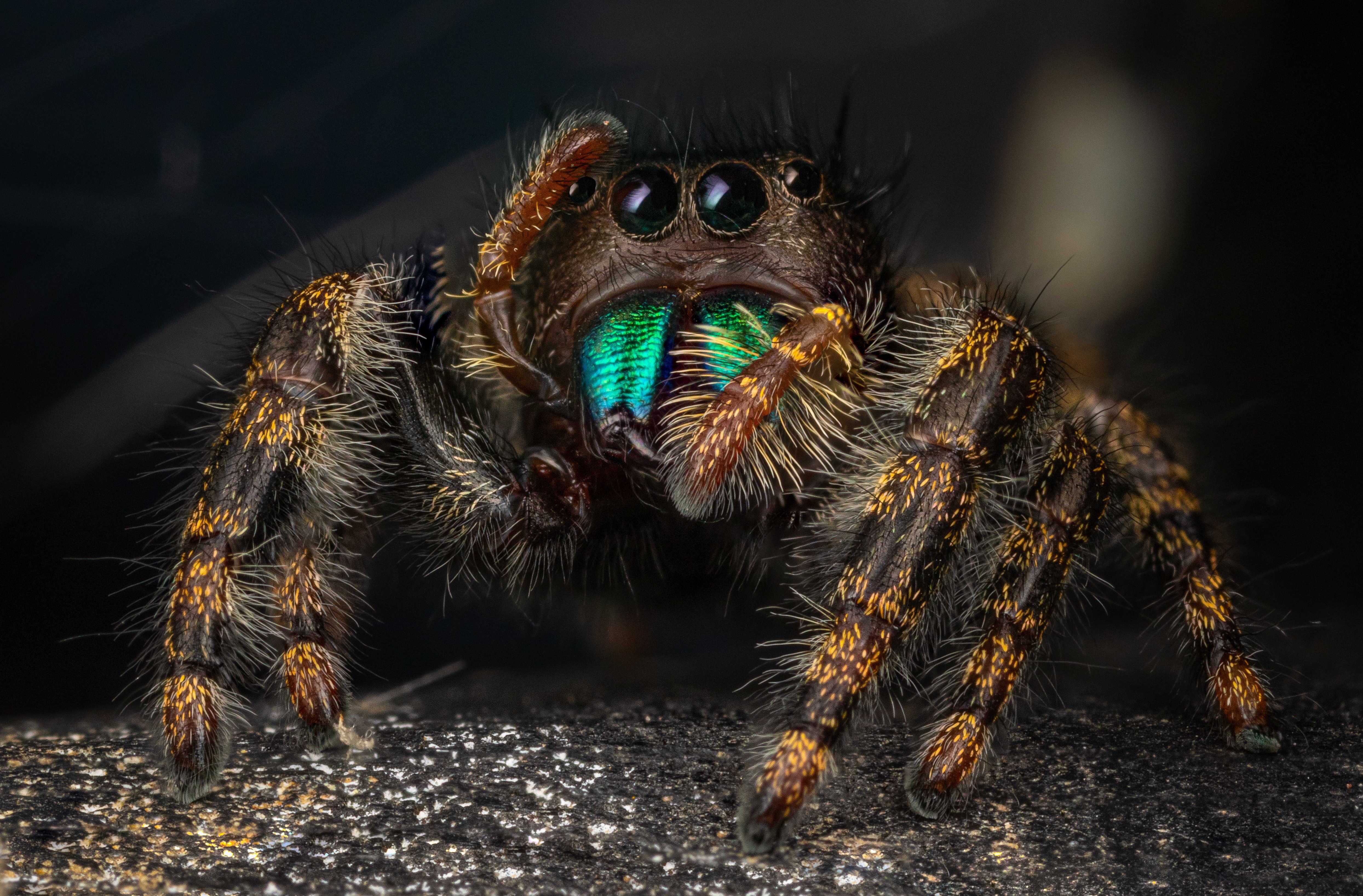 Jumping Spider Macro 4K HD Wallpaper