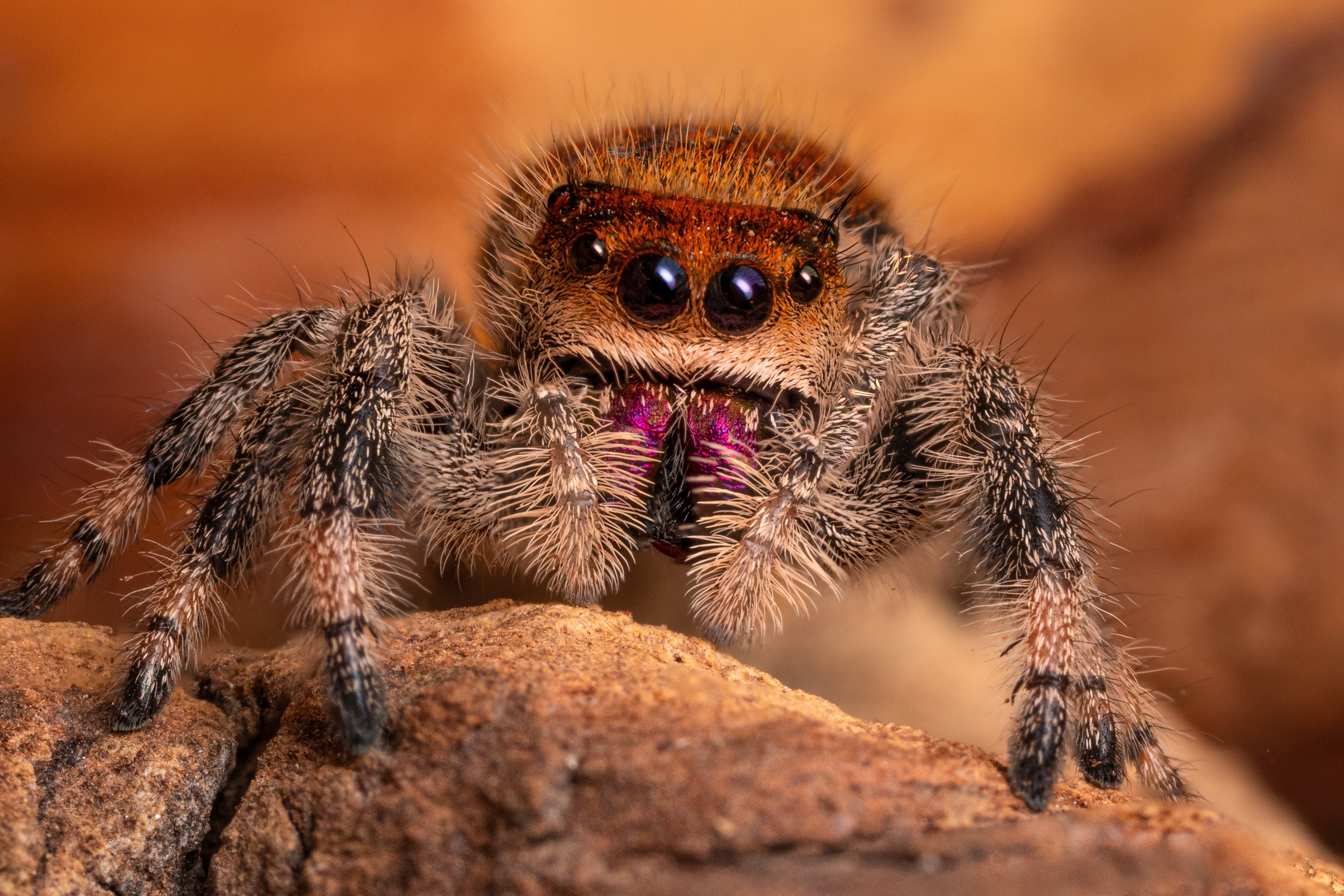 Jumping Spider Macro 4K HD Wallpaper