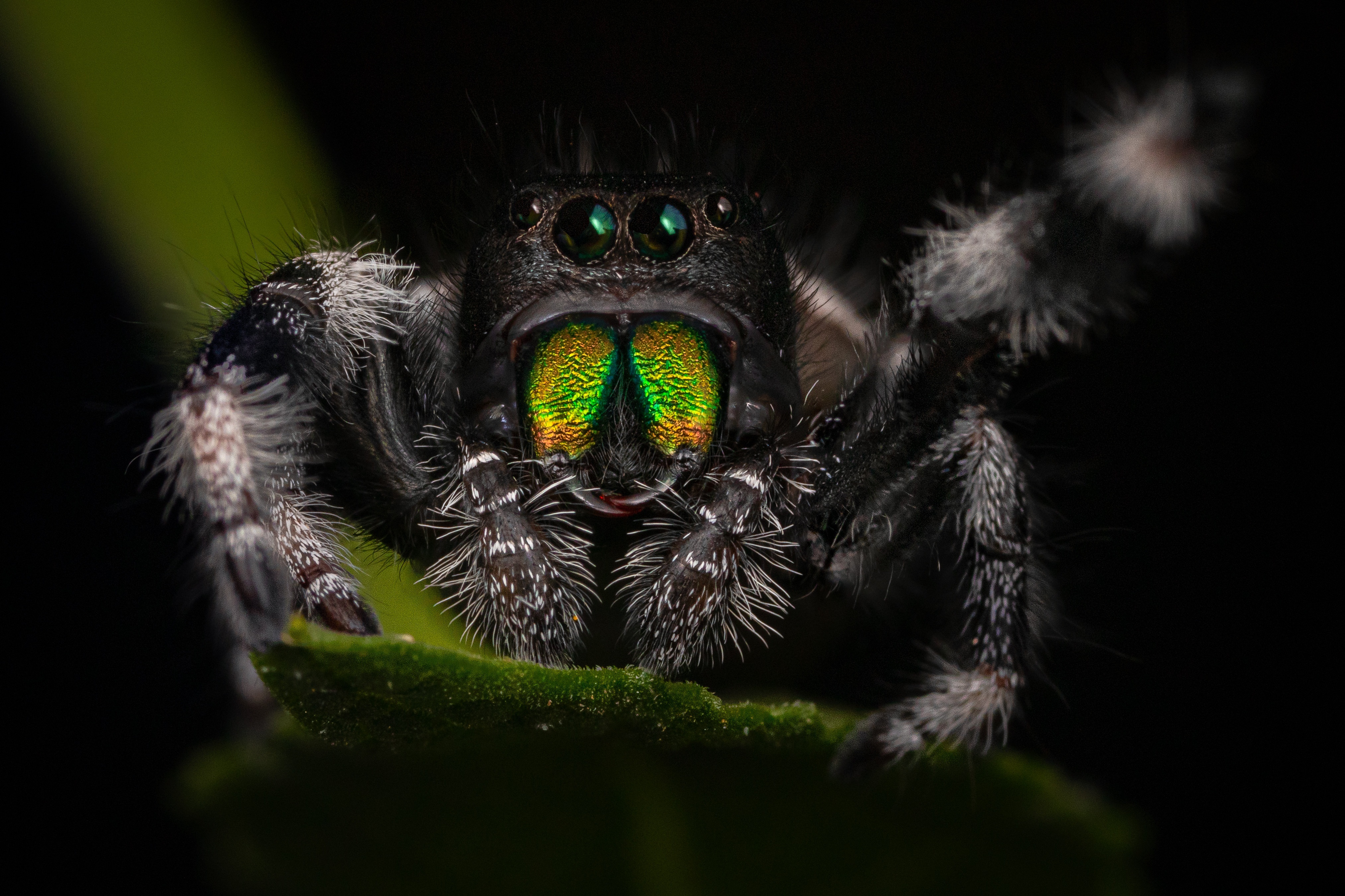 Jumping Spider 4K Macro HD Wallpaper