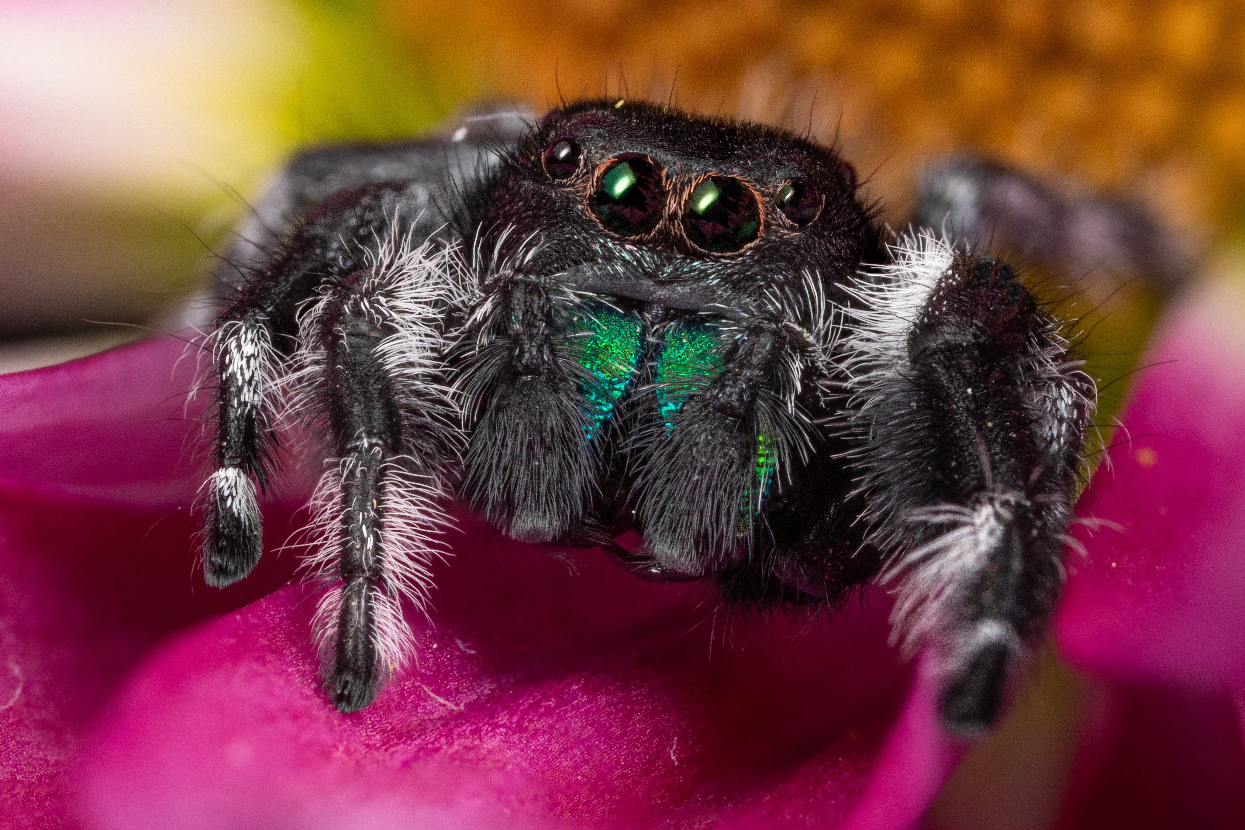 Jumping Spider on a Pink Flower 4K HD Wallpaper