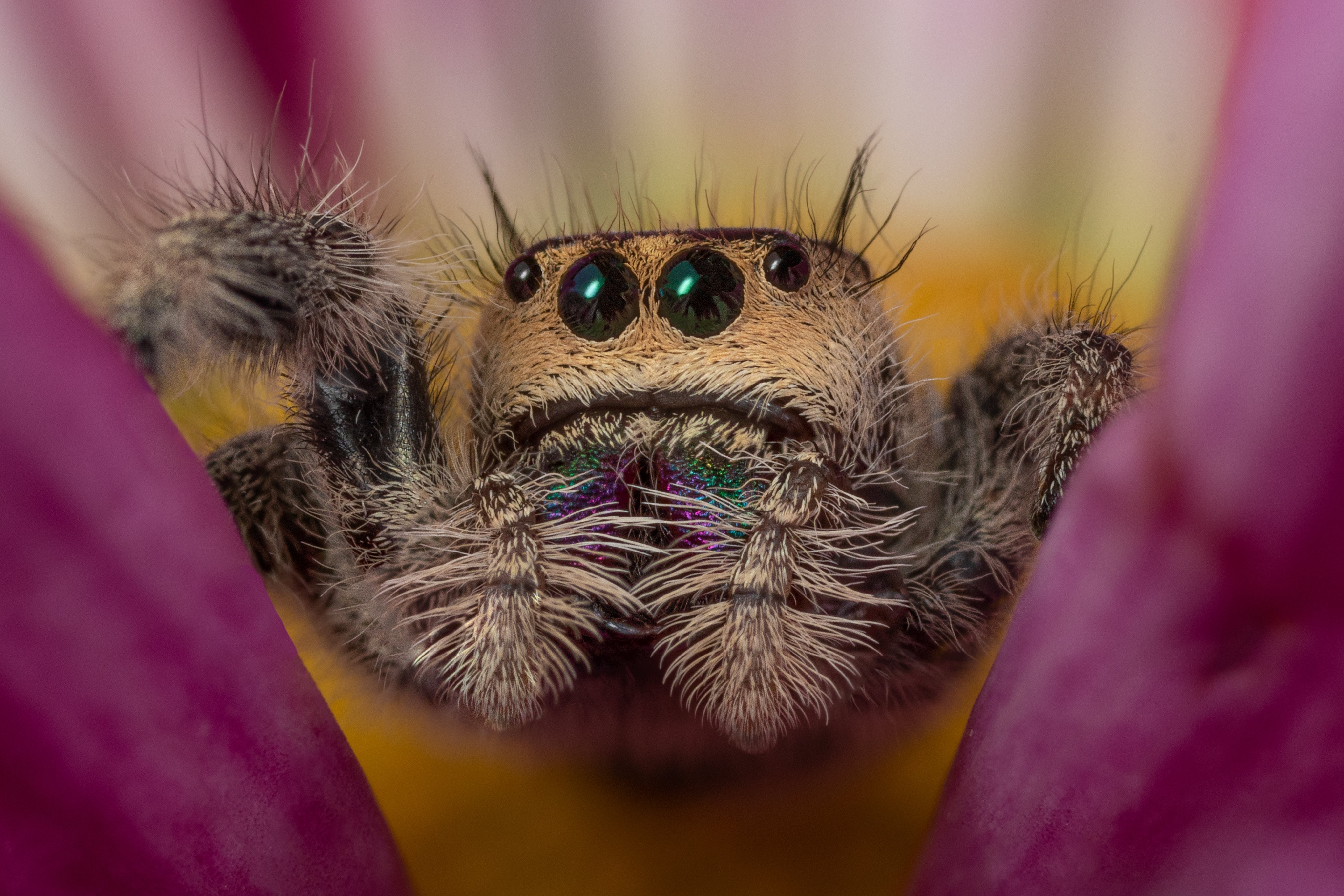 Jumping Spider Macro 4K HD Wallpaper