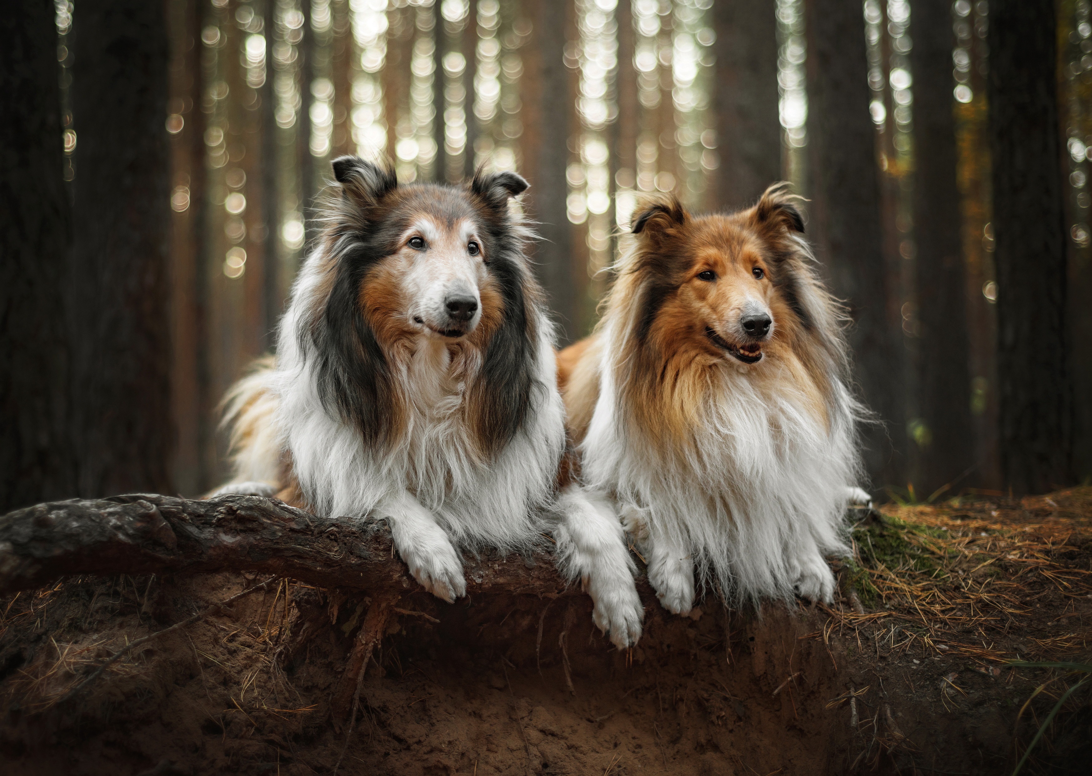 Two Shetland Sheepdogs resting on a log in a forest HD Wallpaper