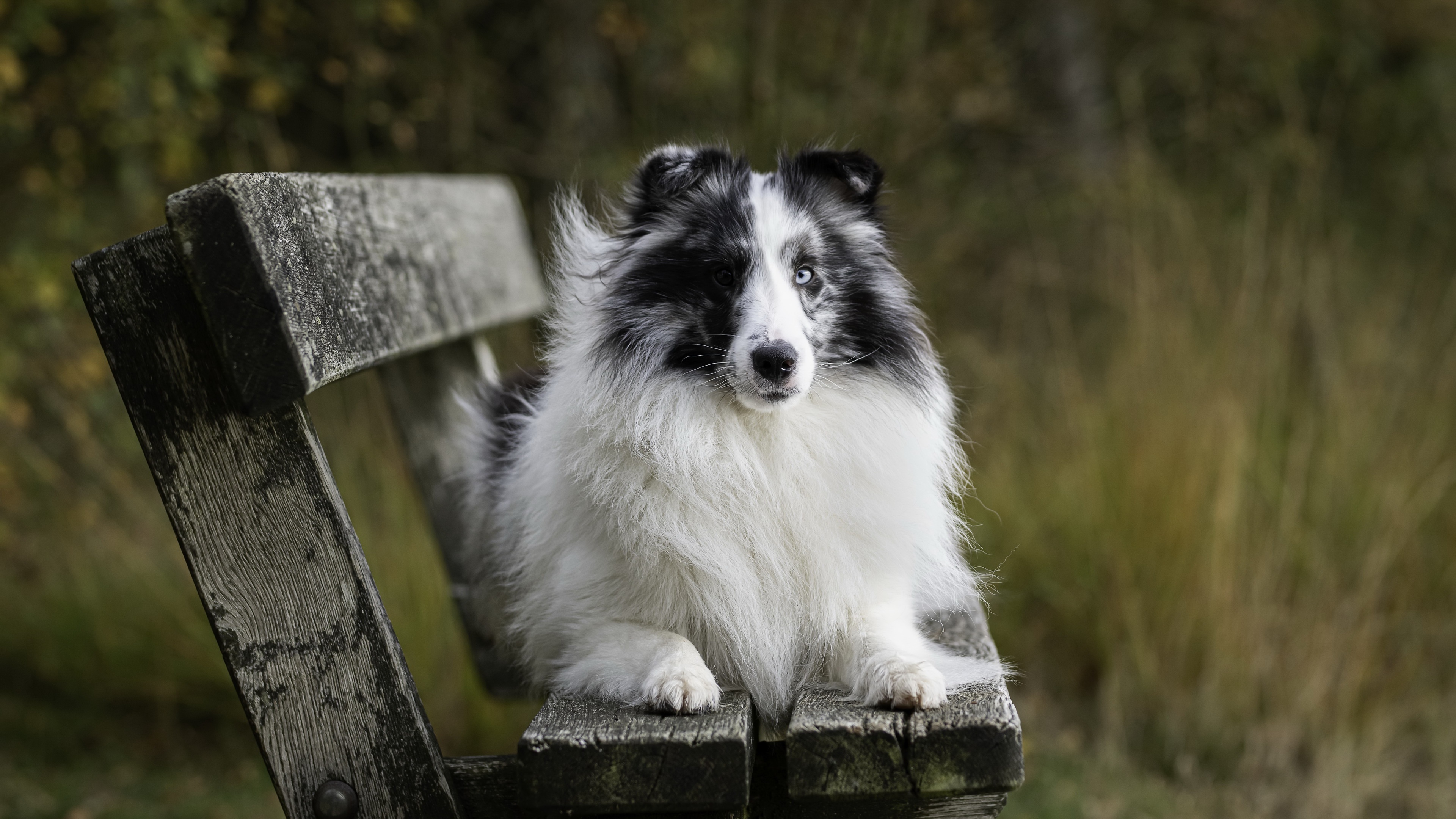 Shetland Sheepdog on a wooden bench 4K HD Wallpaper