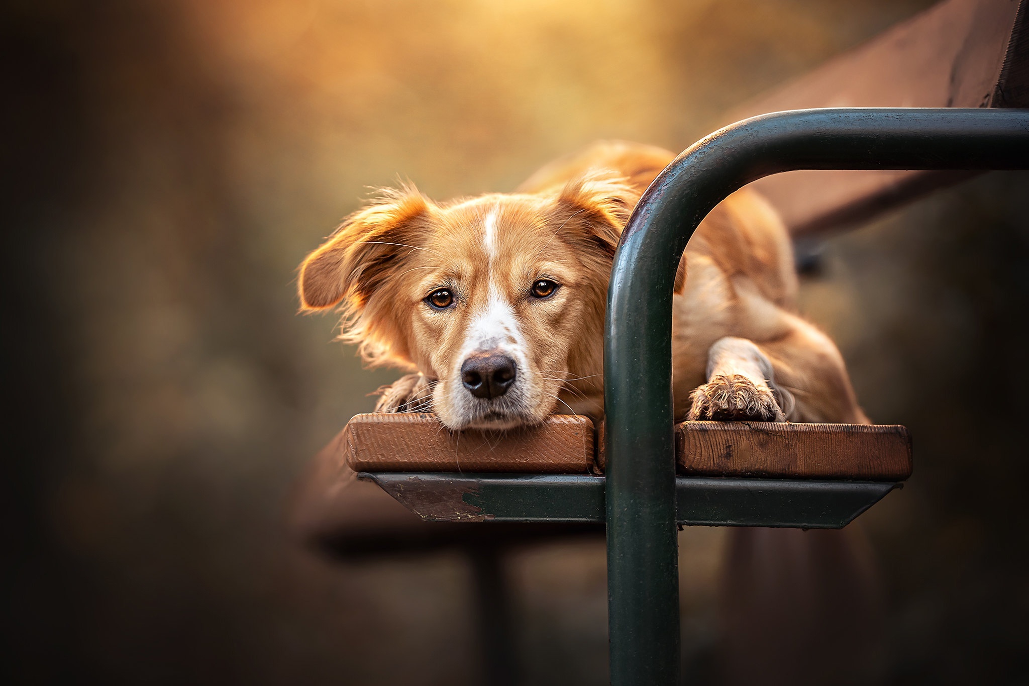 A dog rests its head on a park bench HD Wallpaper